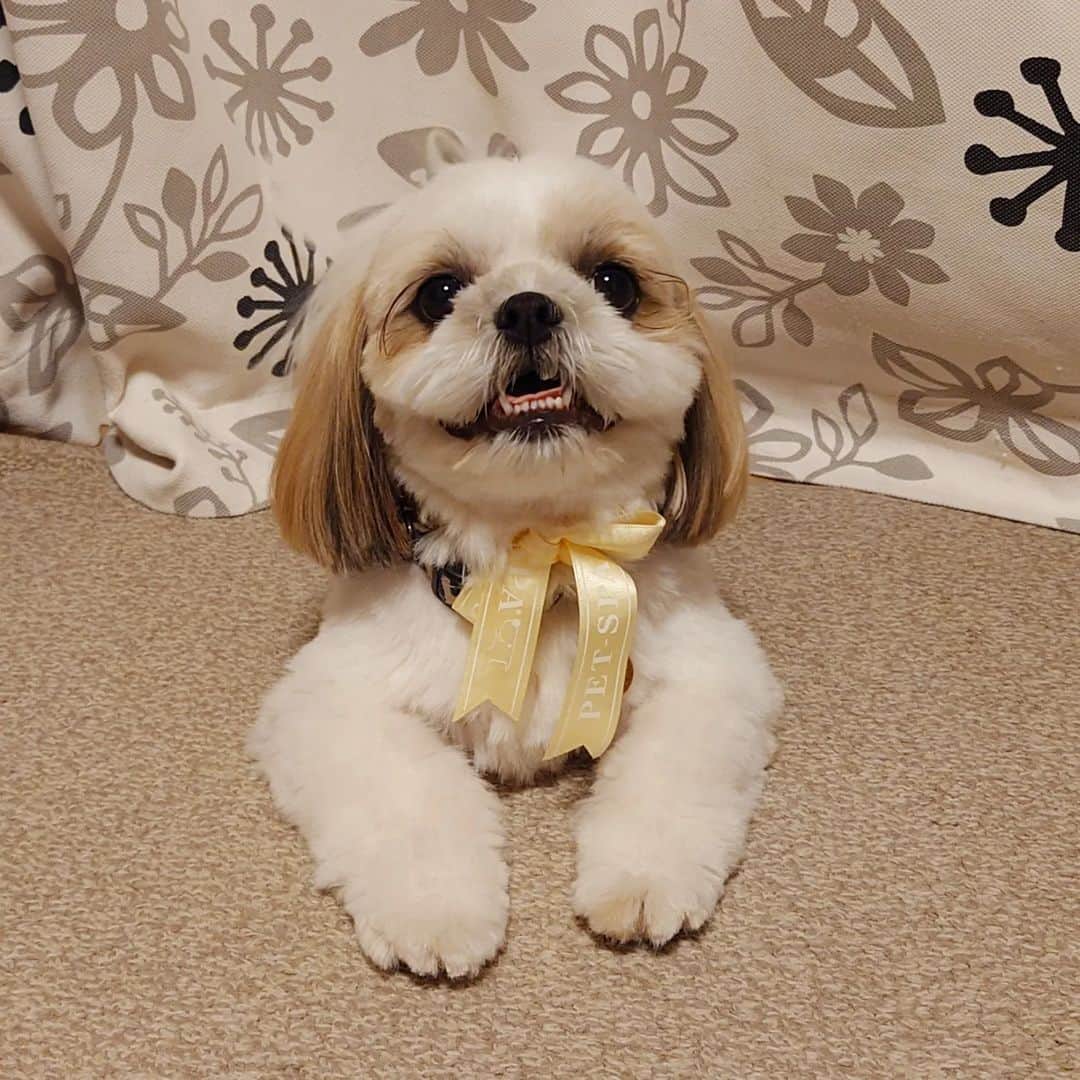 Kukkaのインスタグラム：「さっぱり。こちらも短くしてもろた。 #シーズー」
