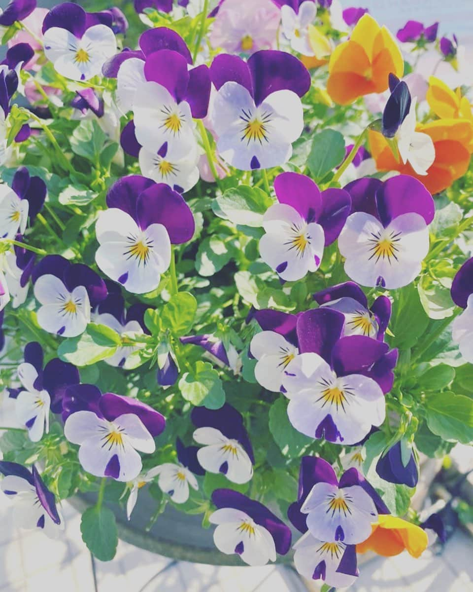 ほしのあすかのインスタグラム：「🌸💐🌷🌹🌼🎁」