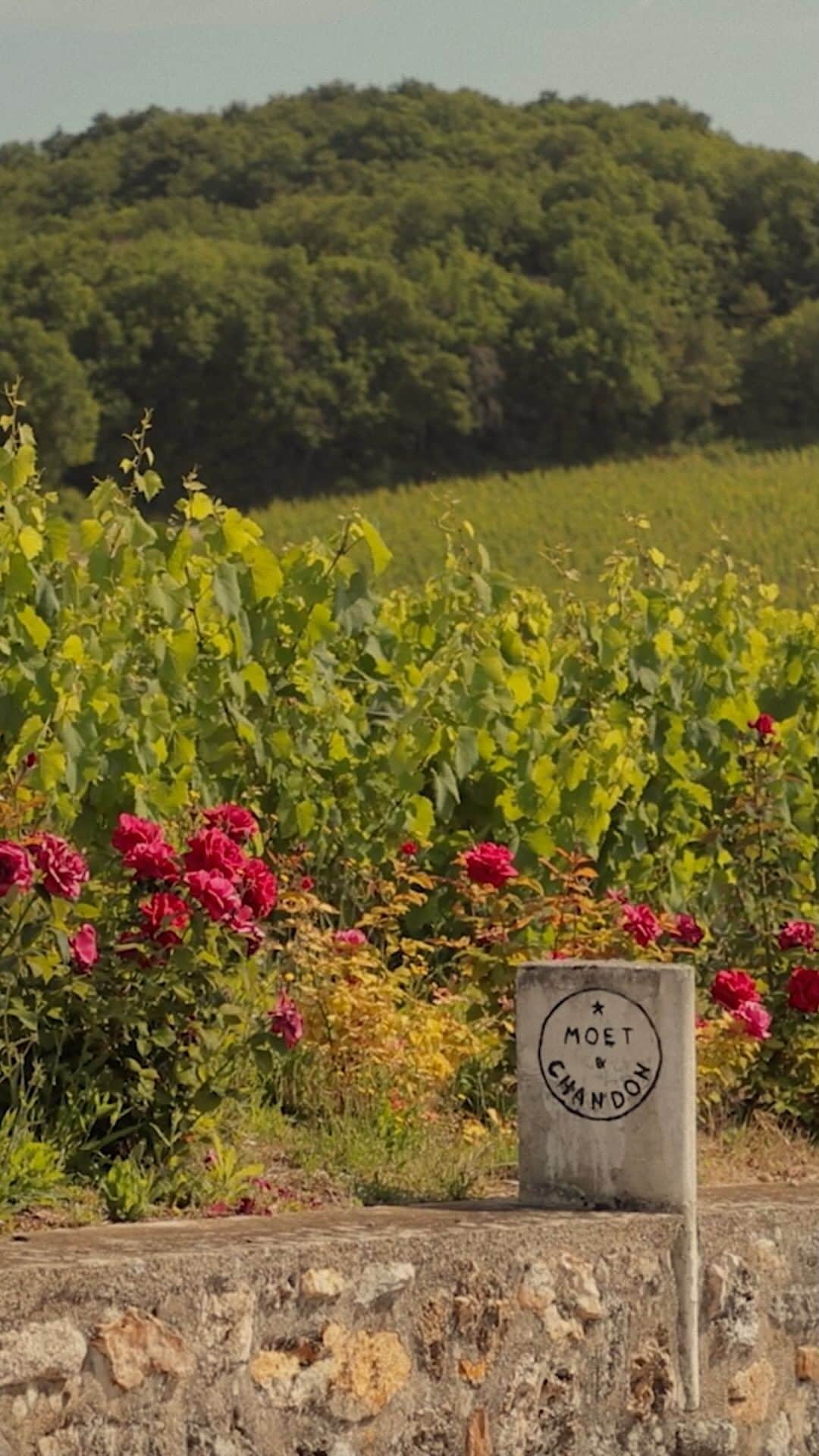 Moët & Chandon Officialのインスタグラム：「Hand in hand with nature. Our vineyard team is always seeking ways to increase the biodiversity of our terroir. Through our Natura Nostra program, we plant cover crops and introduce indigenous plant species, so they may grow between the vines. Our nature, we share.   #MoetChandon #NaturaNostra  This material is not intended to be viewed by persons under the legal alcohol drinking age or in countries with restrictions on advertising on alcoholic beverages. ENJOY MOËT RESPONSIBLY.」