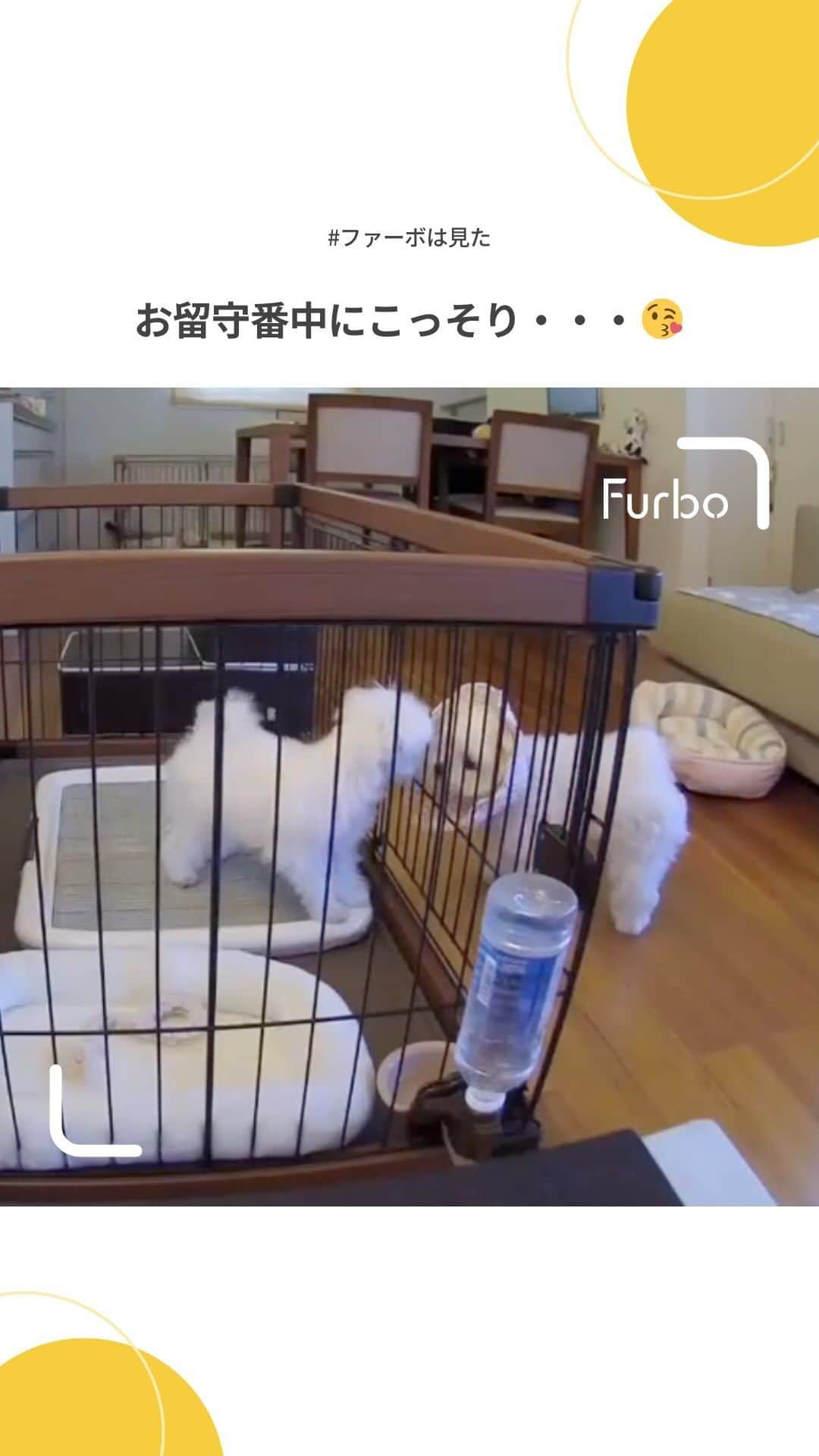 Furbo ドッグカメラのインスタグラム