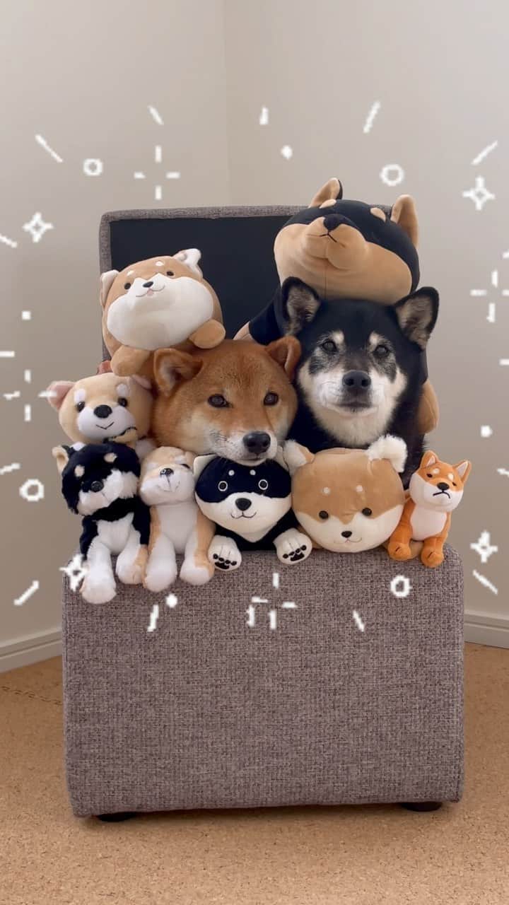 黒柴みくのインスタグラム