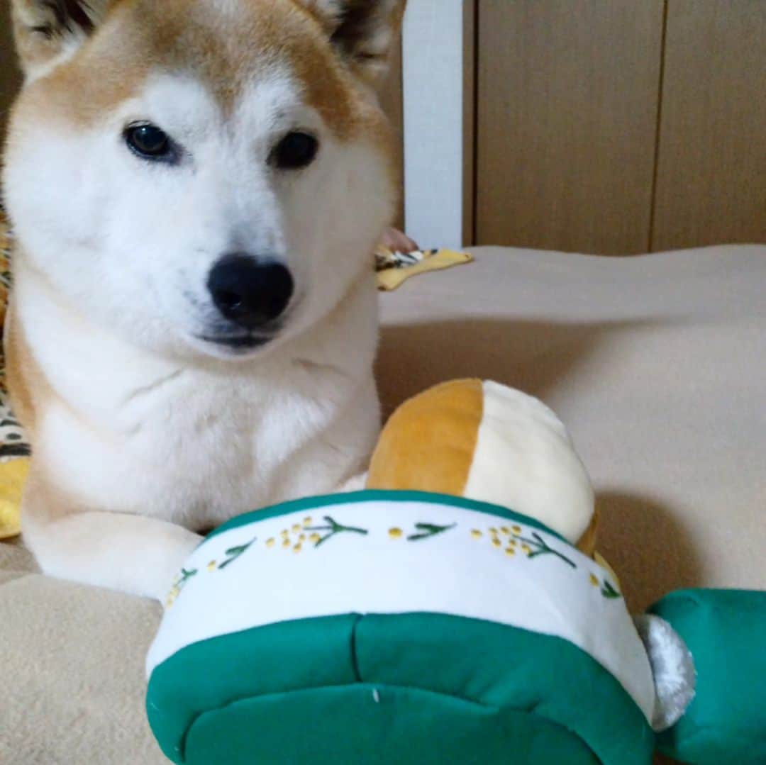 柴犬⭐️サスケさんのインスタグラム写真 - (柴犬⭐️サスケInstagram)「こんばんワン🐶★⁡ ⁡#ただいま#さすけ#doggyBox⁡ ⁡#パンケーキ#柴犬#赤柴#おやつ#男の子#しばすたぐらむ #ふわもこ部 #わんだフォ #いぬら部 #柴北会#ちょっとふっくらしたかな？笑#8歳#ドギボ#PR#秒でパンケーキがボロボロ」4月22日 19時38分 - shiba20150405