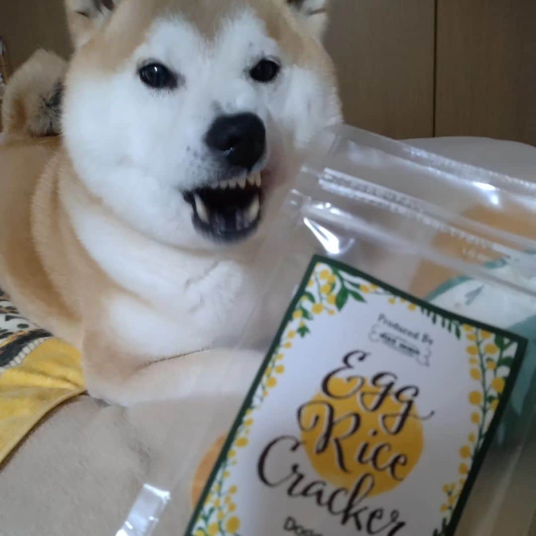 柴犬⭐️サスケさんのインスタグラム写真 - (柴犬⭐️サスケInstagram)「こんばんワン🐶★⁡ ⁡#ただいま#さすけ#doggyBox⁡ ⁡#パンケーキ#柴犬#赤柴#おやつ#男の子#しばすたぐらむ #ふわもこ部 #わんだフォ #いぬら部 #柴北会#ちょっとふっくらしたかな？笑#8歳#ドギボ#PR#秒でパンケーキがボロボロ」4月22日 19時38分 - shiba20150405