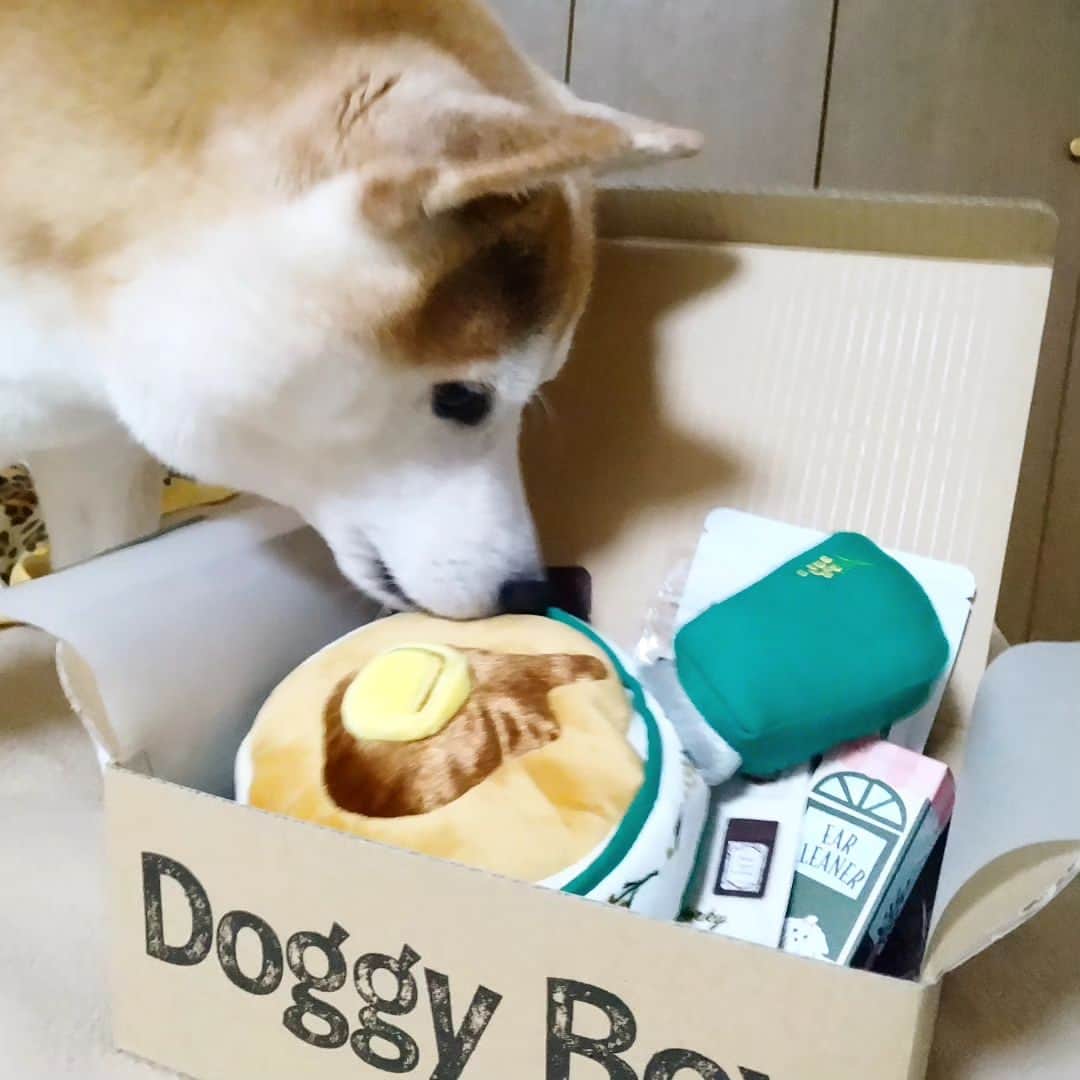 柴犬⭐️サスケのインスタグラム：「こんばんワン🐶★⁡ ⁡#ただいま#さすけ#doggyBox⁡ ⁡#パンケーキ#柴犬#赤柴#おやつ#男の子#しばすたぐらむ #ふわもこ部 #わんだフォ #いぬら部 #柴北会#ちょっとふっくらしたかな？笑#8歳#ドギボ#PR#秒でパンケーキがボロボロ」