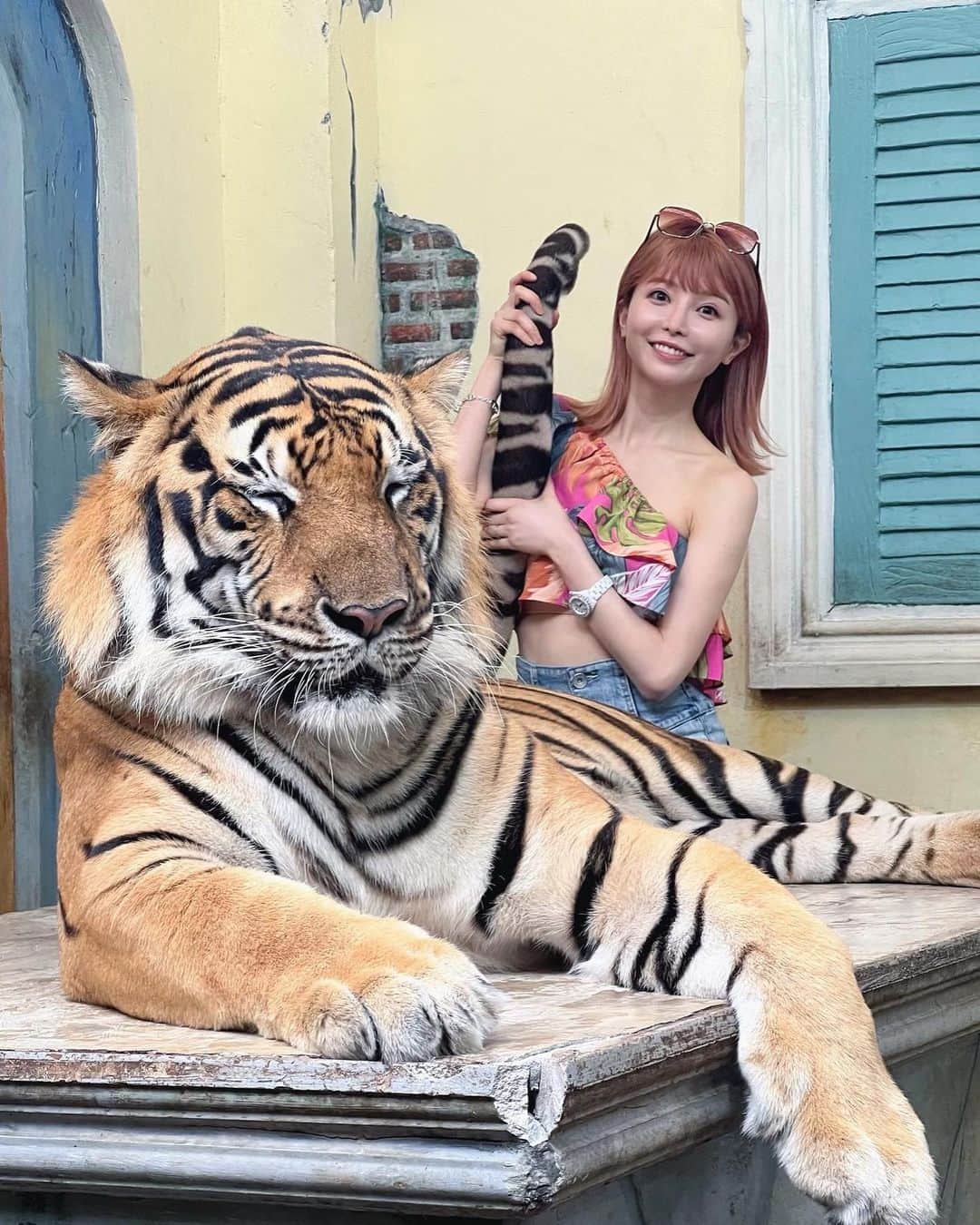 三好ユウさんのインスタグラム写真 - (三好ユウInstagram)「Tiger Kingdom Phuket Thailand🐯　@tigerkingdom_phuket  ⁡ 生きた虎と触れ合うことが出来る人気の観光名所👏 ⁡ 噂通り平日にも関わらず大人気でした！ 赤ちゃん虎が一番人気で確か3時間待ちだった気がする👀 ⁡ 私は待ち時間が一番少なかった大きな虎と 触れ合ったのですが、終始眠そうでほぼ猫。 可愛かったです🐈 ⁡  スタッフさんがスマホでこれでもかって位 写真を撮ってくれるサービス付きでした🤳 ポーズも指示してくれた🐯 ⁡ ⁡  #タイ旅行#プーケット旅行#プーケット島#虎#タイガーキングダム #海外旅行#プーケット女子旅 #タビジョ#旅行好きな人と繋がりたい#thailand#thaitraveling#phuket#tigerkingdomphuket #travelaboard #overseatrip#japanese #trip#tripgram #旅游#여행스냅」4月22日 19時50分 - yuu_5240