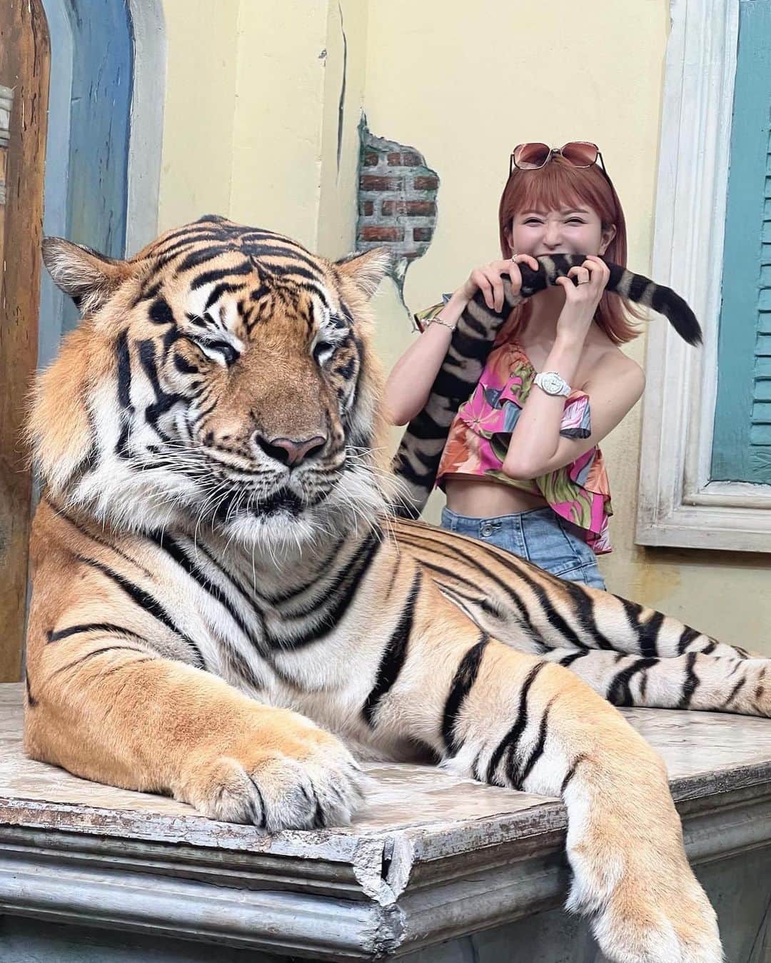 三好ユウさんのインスタグラム写真 - (三好ユウInstagram)「Tiger Kingdom Phuket Thailand🐯　@tigerkingdom_phuket  ⁡ 生きた虎と触れ合うことが出来る人気の観光名所👏 ⁡ 噂通り平日にも関わらず大人気でした！ 赤ちゃん虎が一番人気で確か3時間待ちだった気がする👀 ⁡ 私は待ち時間が一番少なかった大きな虎と 触れ合ったのですが、終始眠そうでほぼ猫。 可愛かったです🐈 ⁡  スタッフさんがスマホでこれでもかって位 写真を撮ってくれるサービス付きでした🤳 ポーズも指示してくれた🐯 ⁡ ⁡  #タイ旅行#プーケット旅行#プーケット島#虎#タイガーキングダム #海外旅行#プーケット女子旅 #タビジョ#旅行好きな人と繋がりたい#thailand#thaitraveling#phuket#tigerkingdomphuket #travelaboard #overseatrip#japanese #trip#tripgram #旅游#여행스냅」4月22日 19時50分 - yuu_5240