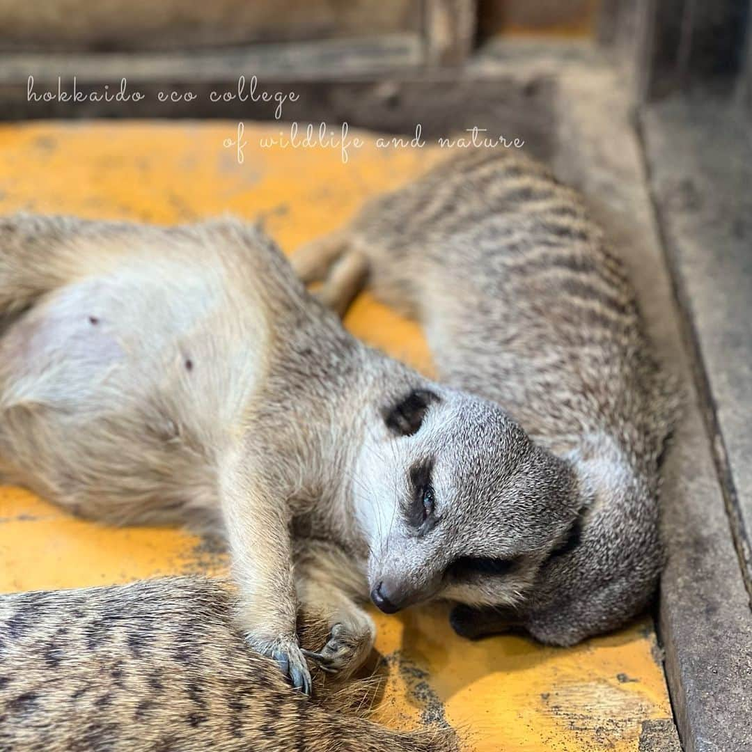 hokkaidoecoさんのインスタグラム写真 - (hokkaidoecoInstagram)「それは枕じゃありません🙅‍♀️  #北海道エコ  #動物  #専門学校 #動物好きな人と繋がりたい #ミーアキャット #寝相悪め #絶対にそれは枕じゃない #お互いいならいいけどさ #その寝方がまた可愛い #気持ちよさそう #春は眠いよね #😪」4月22日 19時42分 - hokkaidoeco