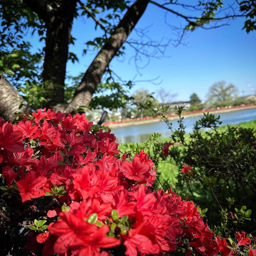 のインスタグラム：「あげる🌺  #たんさん #花」