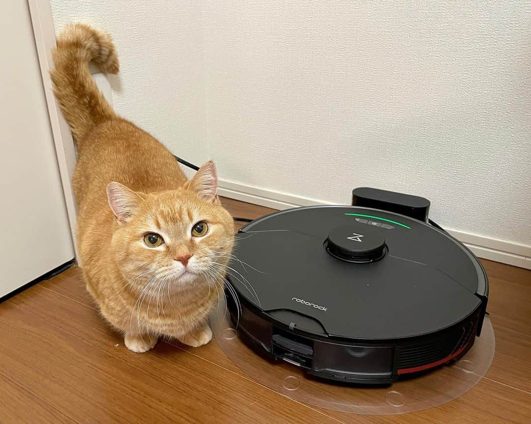 Purin_munchkincatのインスタグラム：「Roborock S7 MaxVが我が家にやってきました〜😆 かっこいい😼✨  Roborock S7 MaxVは、障害物回避性能が大幅にアップしてRoborock史上最強の吸引力5,100Paをもったロボット掃除機だそうです！ カーペットの上に来たら自動的に吸引力が上がって、プリンとメルの抜け毛もすいすい吸ってくれました！ 障害物にぶつからないのにギリギリまで攻めて掃除してくれて感動〜🥹✨  音も思ったよりかなり静かで、プリンとメルもあまり警戒せずに見守ってました😸  現在、ロボロック公式アカウントでプレゼントキャンペーンを行っています！ ストリーズにリンクを貼るので、確認してみてください🤗 みなさんぜひご応募くださいね！  #roborock #roborocks7maxv #ロボロック #ロボロックのある生活 #roborockpr #ロボット掃除機 #プレゼントキャンペーン #懸賞 #pr」