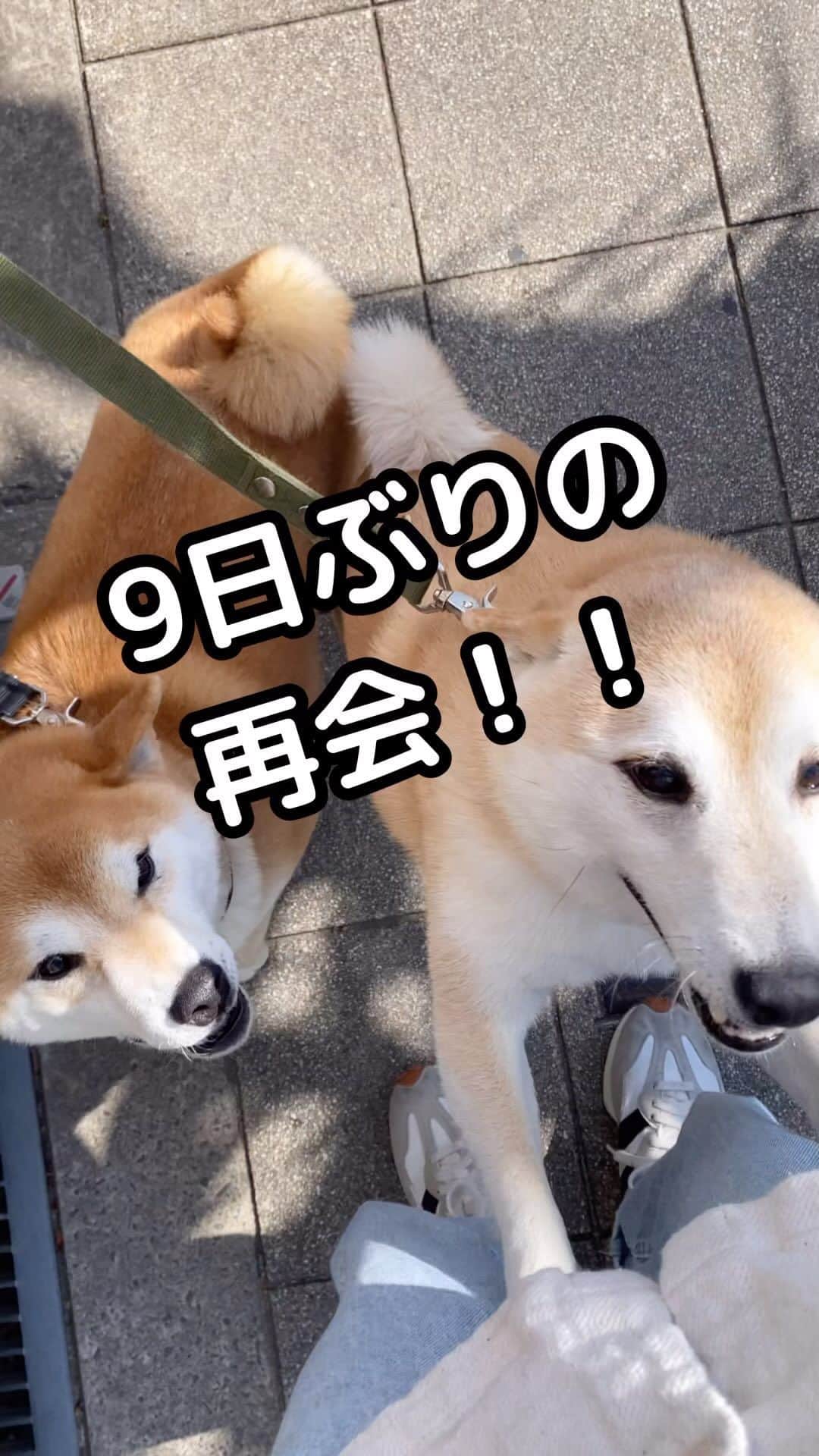 のインスタグラム：「会いたかったよー😭❤️ 🐾-—*-—*-—*-—*🐾 #MameKoro #豆コロ #柴犬と子供 #犬と子供 #チャリちゃん見守り隊 #子守犬 #豆柴 #柴犬 #赤柴 #豆介 #コロ介 #shibagram #shibastagram #shibainu #shiba #🐕📷」