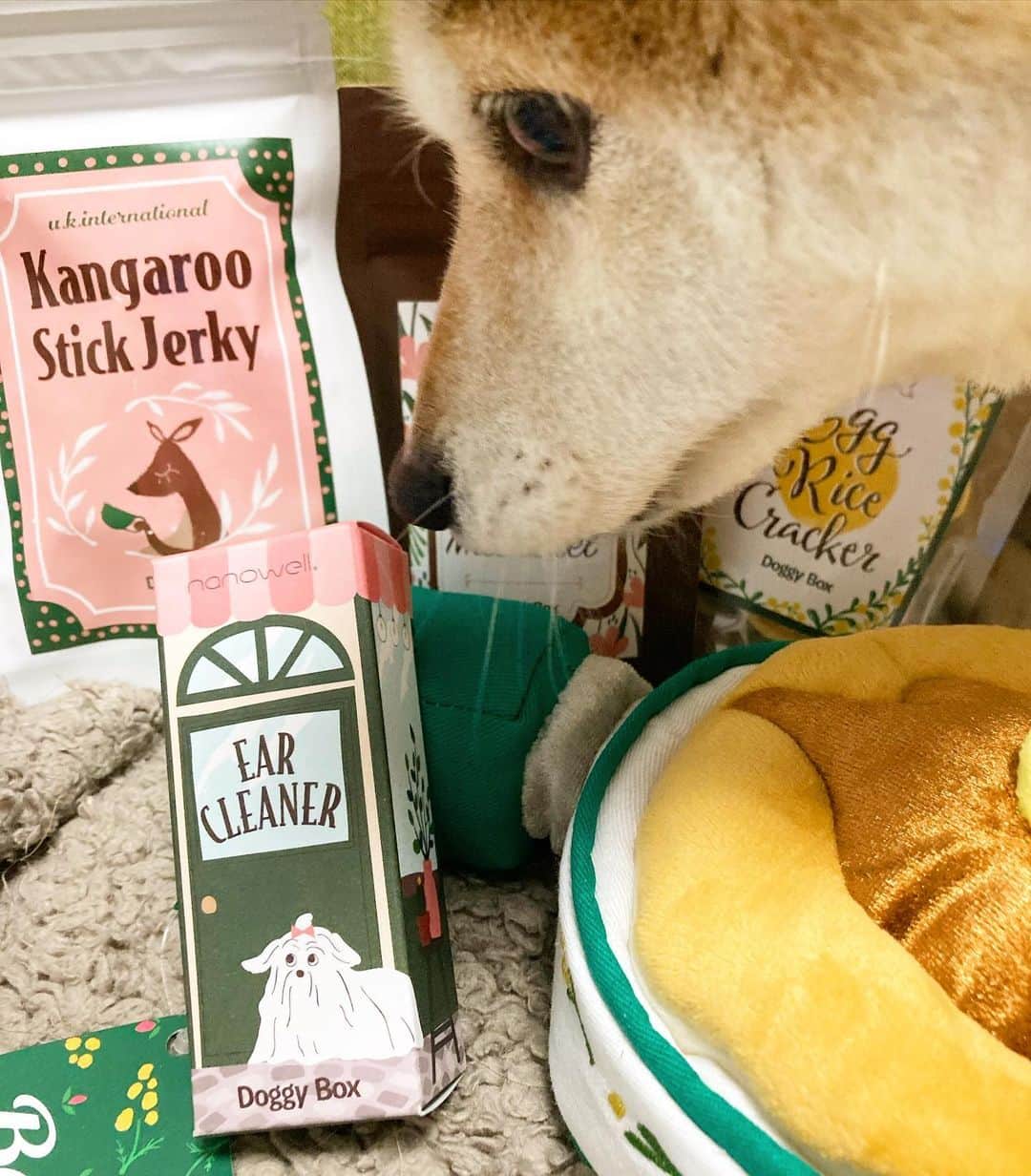ゆもこさんのインスタグラム写真 - (ゆもこInstagram)「「ふわっふわのパンケーキおいしそー！」 今月も @doggybox_jp さんから可愛い#doggybox が届きました！😆 毎回ほんとに可愛いんですよ…(n´v｀n) 飼い主心も的確にくすぐってくれます🥰 今回のオヤツは魚だったのでひよりの食いつきがすごかったで　す😋 #PR #ドギボ ※ ※ ※ #dogsofinstagram #日本犬 #柴犬 #柴 #赤柴 #shiba #犬バカ部 #ふわもこ部 #柴犬マニア #しば #shibadog #sibainu #ひより日和 #柴女子 #shibagram #worldofcutepets #cutedog #doglover #shibastagram #いぬら部 #柴犬ひより」4月22日 19時59分 - yumohiyo