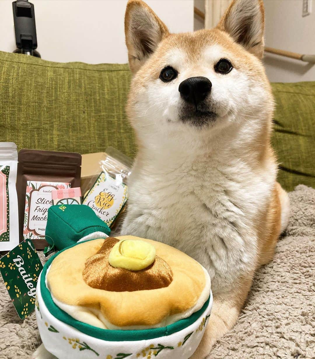 ゆもこのインスタグラム：「「ふわっふわのパンケーキおいしそー！」 今月も @doggybox_jp さんから可愛い#doggybox が届きました！😆 毎回ほんとに可愛いんですよ…(n´v｀n) 飼い主心も的確にくすぐってくれます🥰 今回のオヤツは魚だったのでひよりの食いつきがすごかったで　す😋 #PR #ドギボ ※ ※ ※ #dogsofinstagram #日本犬 #柴犬 #柴 #赤柴 #shiba #犬バカ部 #ふわもこ部 #柴犬マニア #しば #shibadog #sibainu #ひより日和 #柴女子 #shibagram #worldofcutepets #cutedog #doglover #shibastagram #いぬら部 #柴犬ひより」