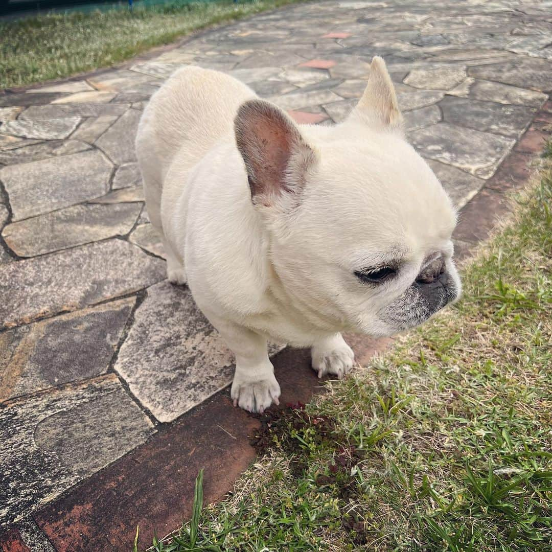 タニム（マーブル母）のインスタグラム：「* 新芽を食む時期がきました🌱  #私のアモーレ🐷❤️  #選んで食んでます🌱 #グルメか」