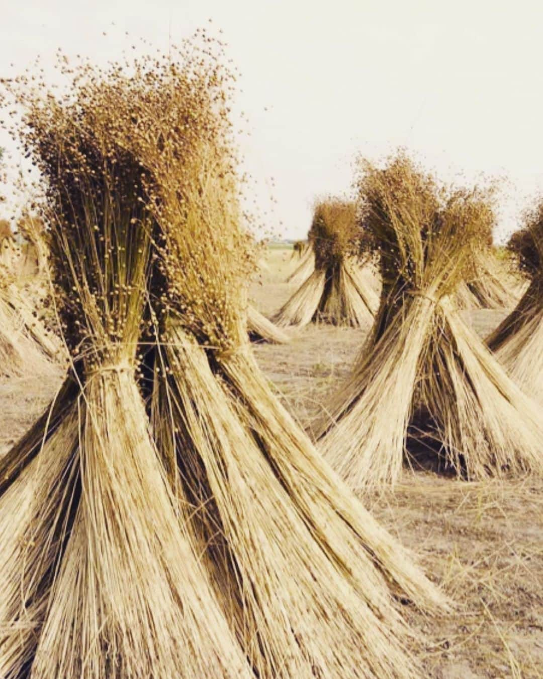 コレニモさんのインスタグラム写真 - (コレニモInstagram)「Happy World Earth Day 🌱 We’ve been not using plastic products as much as we can for over 10 years 🎉 Also using recycled plastic hangers, garment nylon bags when I received from suppliers. Need to take one more process to do this however definitely worth it💙  今日は地球の日。物を作って売るという事業は、どうしても無駄な部分が出てくる産業。私達は小企業だからこそ出来る、納品される際に使われるプラスティックハンガーやナイロンのガーメントバックは全てリサイクルの物を約10年前から使っています。一手間かかりますが、お客様に見えない所にも、こだわっていきたいと思っています。」4月22日 20時08分 - colenimo