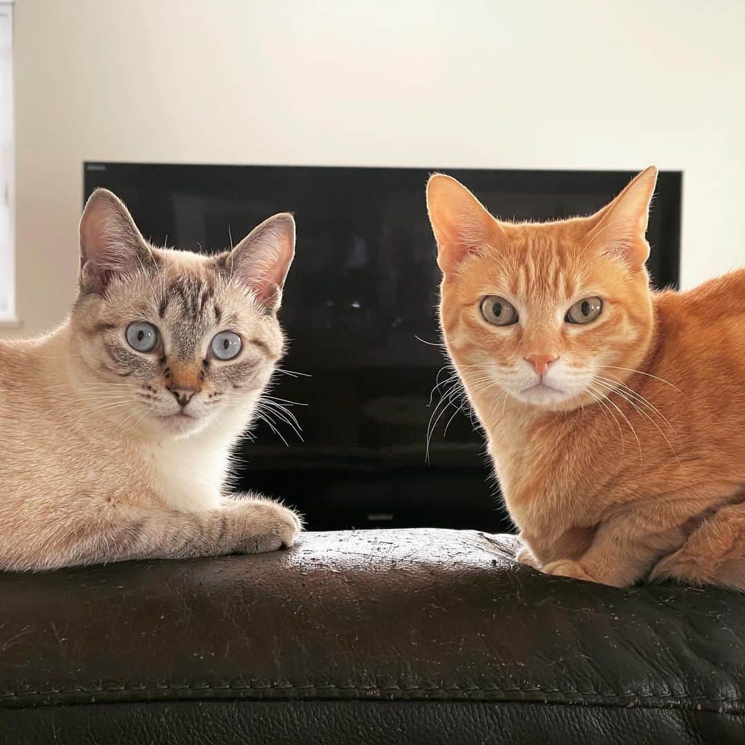 田中要次のインスタグラム：「本日4/22はチャイ姐さん9歳の誕生日ニャの？ #猫Chai #猫Guri #Bo_nyans #猫のいる暮らし」