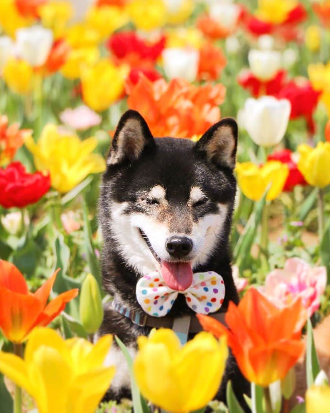 柴犬 けんしろう ゆりあのインスタグラム：「🐶🌷  けんちゃんの ハッピースマイルとチューリップ どちらも私の大大大好物😊🌷❤️  今年は春のお花があっという間に 咲きそろっているようですね〜  4月がおわる前にわが家も過去photoで 春のお花を堪能したいと思います🌼  しばしお付き合いください🐶🐶  #チューリップ #柴犬 #shiba #黒柴  #その瞬間は永遠の思い出 #その瞬間に物語を #tokyocameraclub #whim_fluffy #barked #igersip #japan_of_insta#9gag #team_jp_ #photo_shorttrip #wp_flower #lovers_nippon #cute #art_of_japan_ #ptk_japan #japan_daytime_view  Location: #佐倉ふるさと広場」