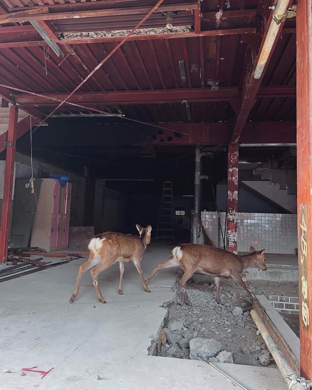 Julia Castroさんのインスタグラム写真 - (Julia CastroInstagram)「奈良での思い出たち🦌🦌🦌 . #nara #japan #family #memories #奈良 #思い出 #春の奈良」4月22日 20時49分 - julia.c.0209