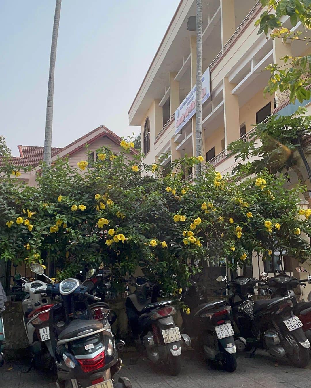 mikuponさんのインスタグラム写真 - (mikuponInstagram)「. デカイ銅像がある リンウン寺に  暑過ぎて5秒で退散した💧 銅像も凄かったけどお花が可愛くて お気に入り！  . #ootd #code #pic #vietnam #danang #ベトナム #ダナン#ベトナム旅行 #リゾートコーデ #ワンピースコーデ #キャップコーデ #リンウン寺」4月22日 20時59分 - ___ponmk2___