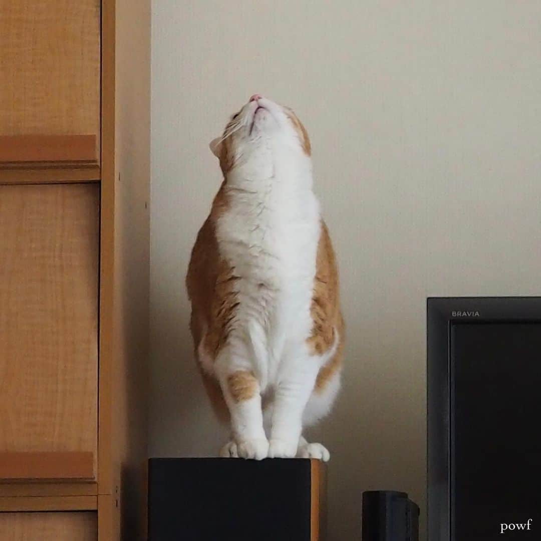 anemone_69のインスタグラム：「🐈 . あっち向いてホイ☝️ . . #ハカセとキョウジュ #茶トラ白 #茶白 #cat #猫 #保護猫 . . .」