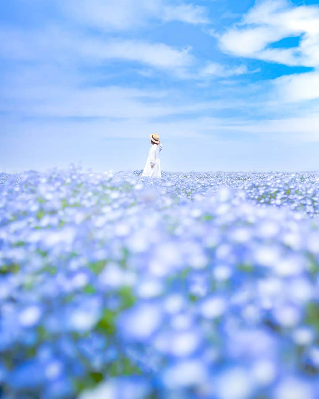 梶原憲之さんのインスタグラム写真 - (梶原憲之Instagram)「. ネモフィラ  今年は花が咲くのがどれも早いですね。  #花夢の里#世羅高原農場#花夢の里芝桜とネモフィラの丘2023 #hanahapi2023 #広島#広島県 #ネモフィラ#風景ポートレート #photoplusme #art_of_japan_ #japan#東京カメラ部 #photo_jpn #photo_shorttrip #広島観光#広島旅行#nikoncreators #japantravel #tokyocameraclub#retrip_news#絶景#light_nikon  #jalan_travel #インスタ映え」4月22日 21時00分 - kaji_nori06