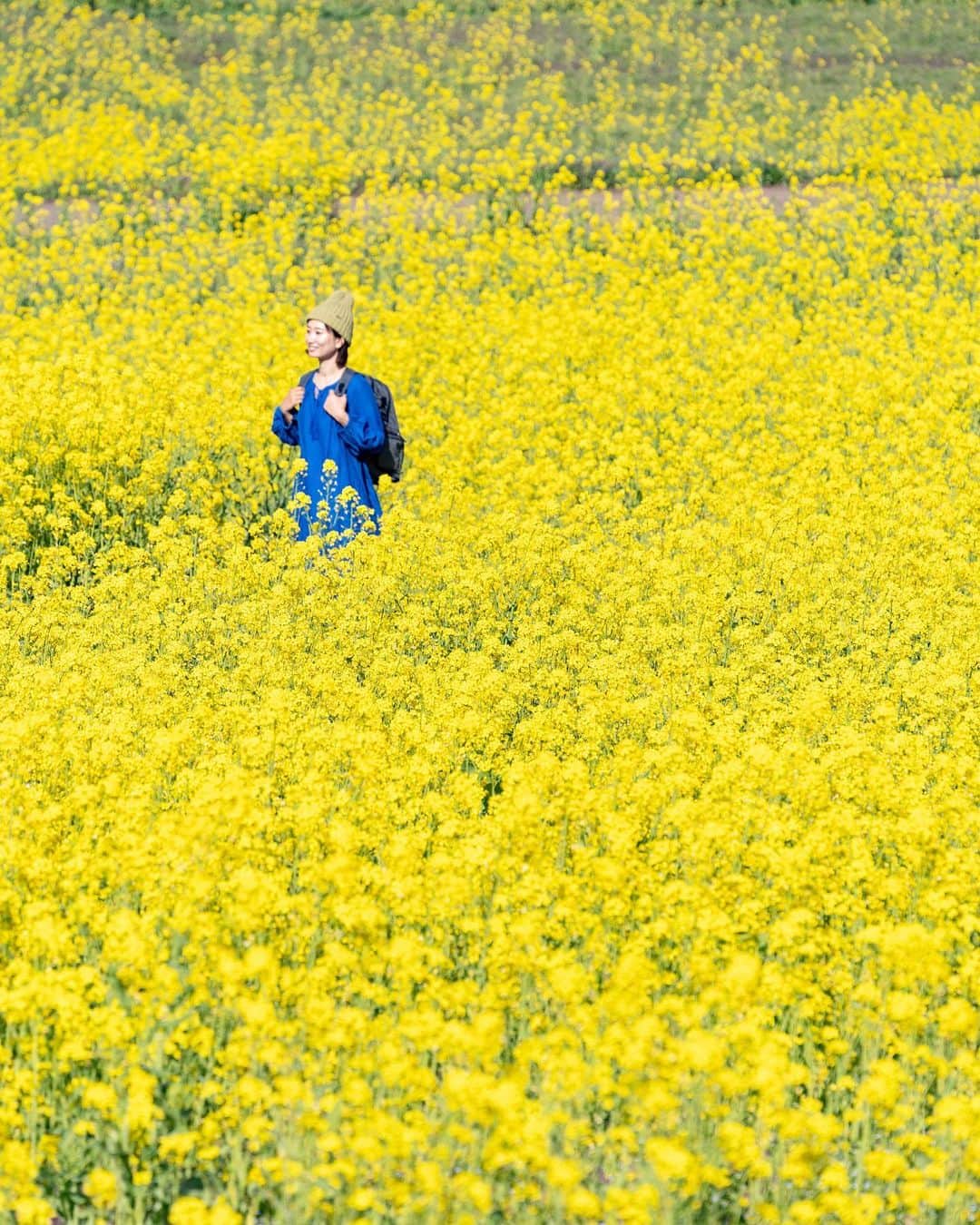 詩歩さんのインスタグラム写真 - (詩歩Instagram)「📷 20th April 2023   📍いいやま菜の花まつり / Iiyama nanohana festival, Nagano Japan  早くも見頃を迎えた、長野県の #いいやま菜の花まつり 。  春の菜の花で有名な飯山市。ここは見晴らしのよい高台にある花畑で、眼下には千曲川や関田山脈が広がります。私が訪れた日は７割咲きだったけど、すでに一面に広がる黄色い絨毯が楽しめました！桜も少し残っていてよかった🌸  13haの広さに広がる菜の花畑は、じつは地元有志の方々によって復活されたもの。かつて菜種油用に生産されていたものが減少してしまい、それを復活させる活動が1992年からはじまったそう。  見頃はGW期間まで続きます！連休中にはいろいろなイベントも開催されるようなので、ぜひ行ってみてね🌼北陸新幹線 #飯山駅 からバスですぐです！  長野県の写真はこのタグでまとめています / Photos of this area can be found in this tag.→ #shiho_nagano   Iiyama Nanohana (rape blossoms) Festival in Nagano Prefecture has almost reached its peak. Iiyama City is famous for its spring rape blossoms. This flower field is located on a hill with a great view of the Chikuma River and the Sekita Mountains below. On the day I visited, 70% of the flowers were in bloom, but I could already enjoy the yellow carpet spreading all over the area! I was lucky that there were a few cherry blossoms left. The rapeseed field, which covers an area of 13 hectares, was actually restored by local volunteers. The rape blossoms used to be produced for rapeseed oil, but their production had declined, and activities to revive them began in 1992.  The best time to see them lasts until May! Various events will be held during the holidays, so be sure to visit. It is a short bus ride from Iiyama Station on the Hokuriku Shinkansen Line!  ※写真で歩いている場所は立ち入り可能な散策路です  Thank you @field_design.inc   ©︎Shiho/詩歩」4月22日 20時56分 - shiho_zekkei