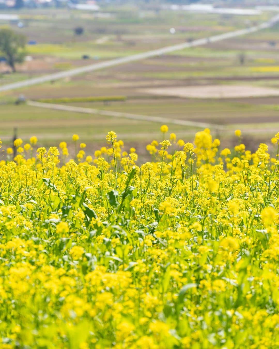 詩歩さんのインスタグラム写真 - (詩歩Instagram)「📷 20th April 2023   📍いいやま菜の花まつり / Iiyama nanohana festival, Nagano Japan  早くも見頃を迎えた、長野県の #いいやま菜の花まつり 。  春の菜の花で有名な飯山市。ここは見晴らしのよい高台にある花畑で、眼下には千曲川や関田山脈が広がります。私が訪れた日は７割咲きだったけど、すでに一面に広がる黄色い絨毯が楽しめました！桜も少し残っていてよかった🌸  13haの広さに広がる菜の花畑は、じつは地元有志の方々によって復活されたもの。かつて菜種油用に生産されていたものが減少してしまい、それを復活させる活動が1992年からはじまったそう。  見頃はGW期間まで続きます！連休中にはいろいろなイベントも開催されるようなので、ぜひ行ってみてね🌼北陸新幹線 #飯山駅 からバスですぐです！  長野県の写真はこのタグでまとめています / Photos of this area can be found in this tag.→ #shiho_nagano   Iiyama Nanohana (rape blossoms) Festival in Nagano Prefecture has almost reached its peak. Iiyama City is famous for its spring rape blossoms. This flower field is located on a hill with a great view of the Chikuma River and the Sekita Mountains below. On the day I visited, 70% of the flowers were in bloom, but I could already enjoy the yellow carpet spreading all over the area! I was lucky that there were a few cherry blossoms left. The rapeseed field, which covers an area of 13 hectares, was actually restored by local volunteers. The rape blossoms used to be produced for rapeseed oil, but their production had declined, and activities to revive them began in 1992.  The best time to see them lasts until May! Various events will be held during the holidays, so be sure to visit. It is a short bus ride from Iiyama Station on the Hokuriku Shinkansen Line!  ※写真で歩いている場所は立ち入り可能な散策路です  Thank you @field_design.inc   ©︎Shiho/詩歩」4月22日 20時56分 - shiho_zekkei