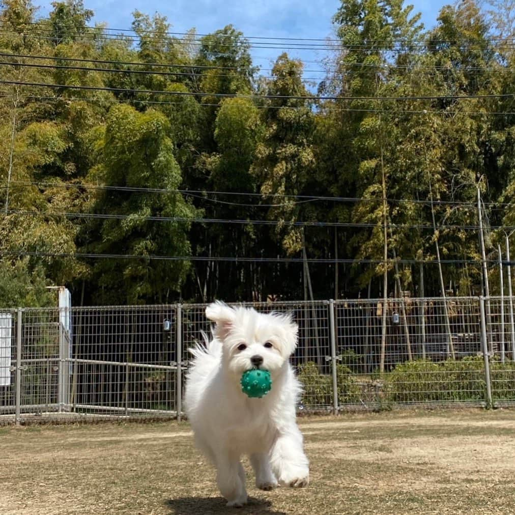 河島あみるさんのインスタグラム写真 - (河島あみるInstagram)「明日のおはよう輝き世代に リロ&つきが登場です👧🐶 はたしてリロは京洛警察訓練所で 名犬になれたのか？？😁 ご覧ください🙋‍♀️  （後日YouTubeでも公開されます）  #おはよう輝き世代#KBS京都 #京洛警察犬訓練所  #ポメマルリロ#ミックス犬 #京都#ドッグラン」4月22日 21時00分 - amiru_kawashima