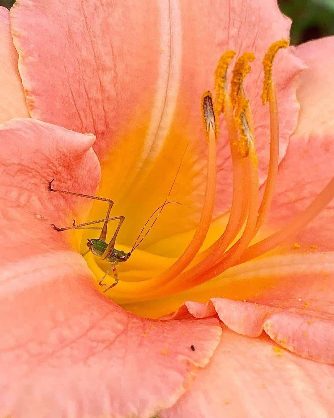 ニューヨーク近代美術館さんのインスタグラム写真 - (ニューヨーク近代美術館Instagram)「🌎 Happy Earth Day! 🌏 We’ve received so many moving #MoMAPhotoClub submissions from around the world over the past few weeks that capture a variety of relationships to our environment—a glacial exploration in Antarctica, hazy wildfire in Yosemite, flamingos bathing in the Galapagos, a couple waiting for the bus under a canopy of blooming trees, a tiny creature in a bright blossom, and so much more.  This Earth Month, show us your love for the planet by participating in the latest edition of #MoMAPhotoClub—there are only a few days left to submit!  Show your unique way of seeing the natural world through photography—reveal the beauty and diversity of our environment or capture a scene that encourages others to take action to protect the Earth. What do you notice about your natural surroundings? Can you bring a new perspective to images of animal life, your favorite plant or flower, or the impact of a heat wave or snowstorm? How does the environment around you impact your day? How does it inspire you and your community?   Share your photos with us using #MoMAPhotoClub. Selected photos will be featured on our social channels, the MoMA website, and on digital screens in select New York City subways.  — 📸 @behr0 📍 Yosemite National Park, California 📸 @marjoriebeckerphotography 📍 Damoy Point, Antarctica 📸 @glen_photos 📍 Gwangyang, South Korea 📸 @ajmarton 📍 Galapagos Island  📸 @marthaelizabethture 📍 Duxbury Reef State Marine Conservation Area, California 📸 @helton.scarneiro 📍 Recife, Brasil 📸 @stefan_tilburgs 📍 Kabupaten Tabanan, Bali  📸 @slawo_urban 📍 Sedona, Arizona 📸 @bdutchaknova 📍 Fairfax County, Virginia 📸 @simonwaller.co 📍 Iceland」4月22日 21時09分 - themuseumofmodernart