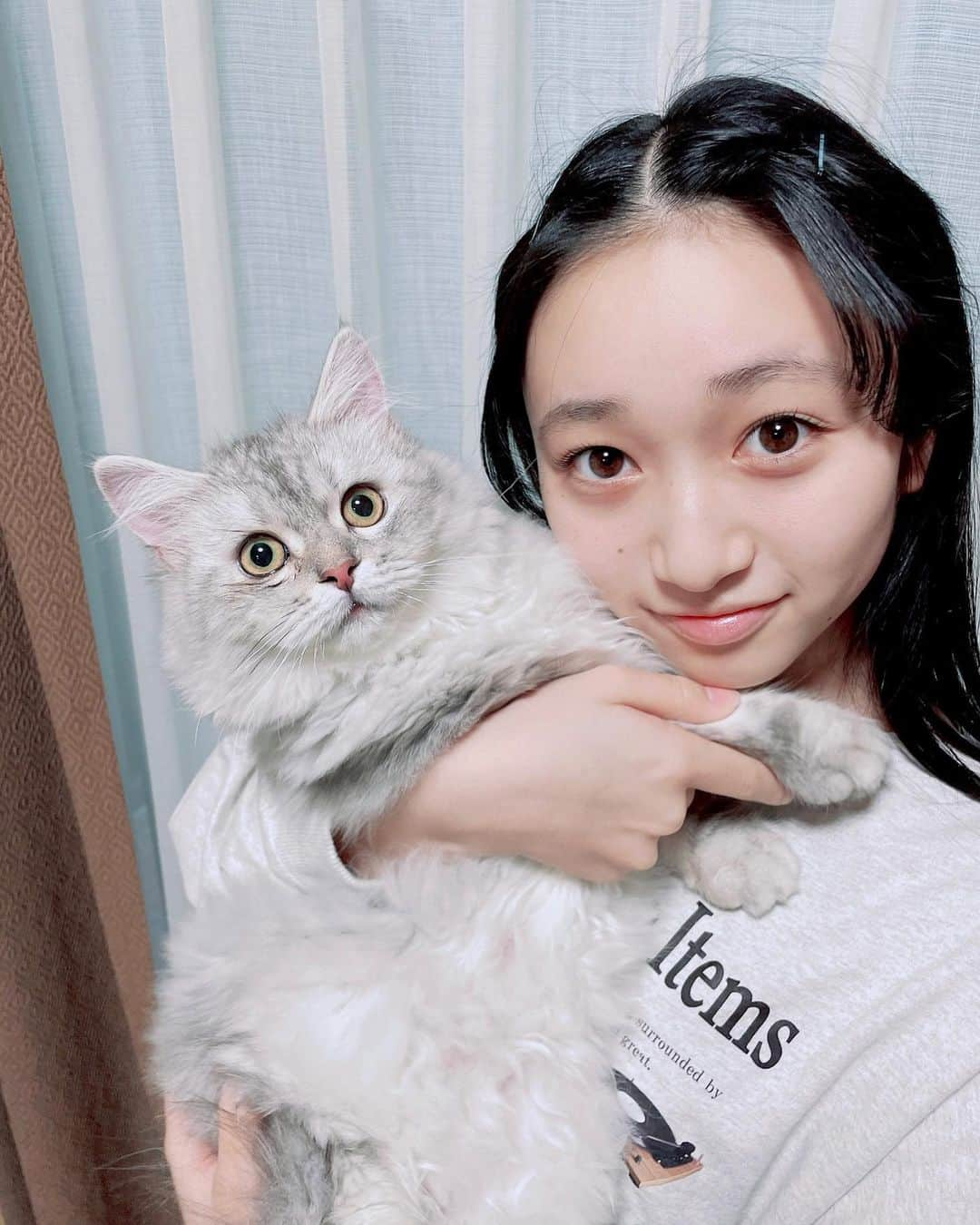 横溝菜帆のインスタグラム：「.  家族が増えました！  ラガマフィン の女の子 すず ちゃんです🐈  可愛いすぎて、いるだけで癒されます...💗  #ラガマフィン #ブルーシルバータビー #家族が増えました #横溝菜帆」