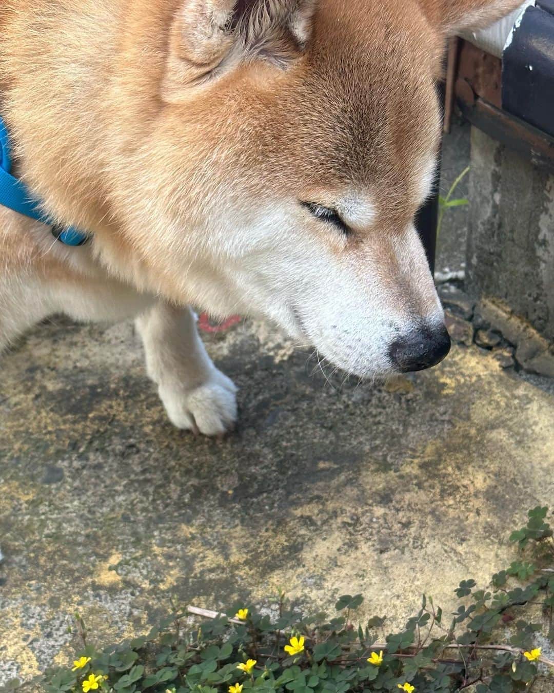 まる（まるたろう）のインスタグラム：「クローバー🍀🐶🍀もお花咲くんだね #ちっこくて可愛いね #仲間意識芽生える #四葉のクローバーを探せ #まるお花博士になりたいの」