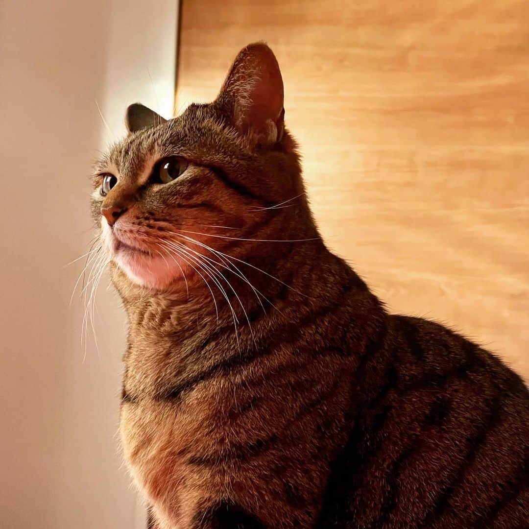 田中要次のインスタグラム：「アタシだって一昨日4/20に8歳ニャ！ #猫Sabi #Bo_nyans #猫のいる暮らし」