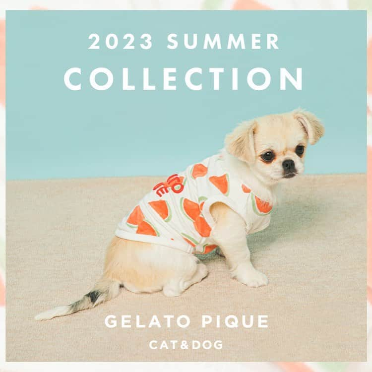 ジェラートピケさんのインスタグラム写真 - (ジェラートピケInstagram)「【NEW ARRIVAL】  ＼GELATO PIQUE CAT&DOG／  SUMMER COLLECTION ひんやり涼しい心地をCAT&DOGにも！  ウェアやベッド、キャリーバッグの中にも敷いて使えるマットは夏に嬉しい冷感素材のコレクション。 その他、アニマル柄の新作ウェアや、リードやハーネスなどのお散歩グッズ、小型犬用サイズのキャリーバッグなど注目の新作をご紹介します。  ITEM: アイス柄COOLベッド COLOR:PNK/BLU S ¥7,040 / M ¥7,810  夏のおうち時間を快適にする、接触冷感素材を使用したCOOLベッドです。ひんやり感が際立つアイス柄。中綿ももちもちとした感触で心地よく、あごをちょこんと乗せられる同柄の枕も付いています。  〈販売先〉 ・オフィシャルオンラインストア ・ウサギオンライン ★一部店舗発売 ・表参道ヒルズ店 ・ルミネエスト新宿店 ・アトレ恵比寿店 ・東京ソラマチ店 ・玉川高島屋S・C店 ・柏高島屋ステーションモールS館店 ・ららぽーとTOKYO-BAY店 ・イオンレイクタウンkaze店 ・ラゾーナ川崎プラザ店 ・みなとみらい東急スクエア店 ・グランツリー武蔵小杉店 ・名古屋MOZO店 ・ららぽーと愛知東郷店 ・万代ビルボードプレイス店 ・ルクア大阪店 ・ららぽーとEXPO CITY店 ・西宮ガーデンズ店 ・ららぽーと福岡店 ・アミュプラザ鹿児島店  ※店舗の取り扱い時期や在庫につきましては各店舗までお問い合わせください。  #gelatopique #ジェラートピケ #gelatopique_cat_dog #ジェラートピケキャットドッグ #接触冷感  #dogwear #ドッグウェア  #bed #ベッド  #ドッグベッド  #dog #ドッグ  #icecream  #アイス @gelatopique_official  @usagionline」4月22日 21時44分 - gelatopique_official