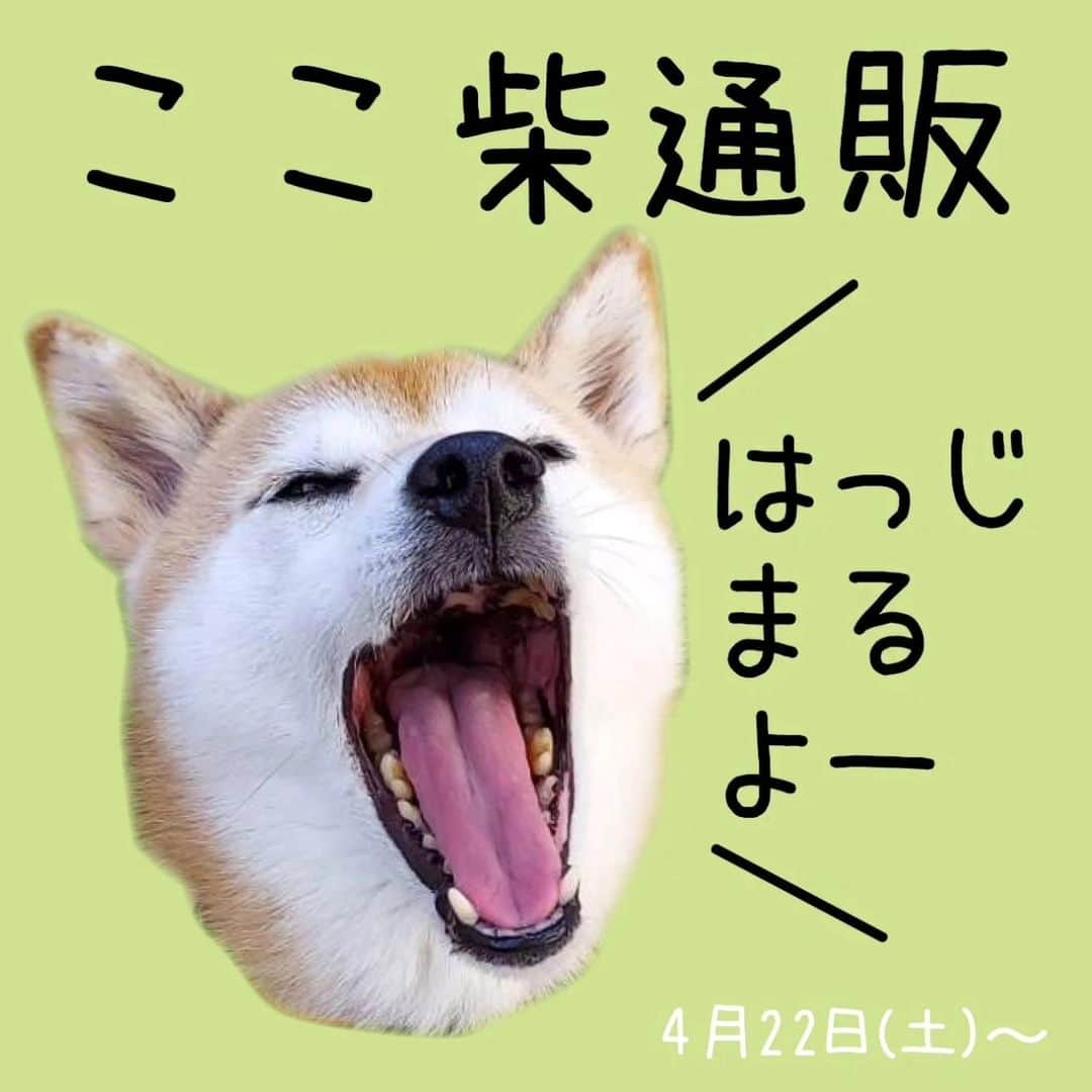 ハナとソラのインスタグラム：「柴犬祭りでご紹介した ここ柴グッズの 通販はじめまーす😄  その1️⃣デニムバケハ デニム地のバケットハットです。 これからのお散歩に必須アイテムですね😉サイズはL(約60cm) ブルーとブラックの2色からお選びください👒 その2️⃣ おっきめトートバッグ 名前の通り、けっこうな大きさあります。容量15リットル。 生地が厚すぎないので、小さくたためばサブバッグとしてカバンに入れておくこともできます。 荷物パンパンにするもよし、あえてスカスカに入れておしゃれに持つもよし👜 その3️⃣ ここ柴Tシャツ Tシャツはデザイン2タイプ A　５柴 B　１柴 やっぱり夏は白T着たいですよね。 シンプルなデザインなので、コーディネートしやすいです👕 その4️⃣ イラストカード シリーズのイラストから5種類を選んでイラストカードにしました。 今回はメッセージを2種類ずつ印字しています。 読み比べてみてくださいね💓 柴犬祭り限定版も合わせて全9種。 ※イラストカードですので、裏面は無地です。post cardの印字もございません。  ◯価格は８枚目にまとめてありますのでスワイプして最後までご覧ください😊 ◯ダイレクトメッセージからご注文ください。 ◯グッズによっては、柴犬祭りで完売したため、発送までお待ちいただく場合があります🙇 ◯minneをご希望の場合もダイレクトでご予約をお願いします🙇‍♀️ #ここ柴バケハ #ここ柴グッズ#ここ柴部」