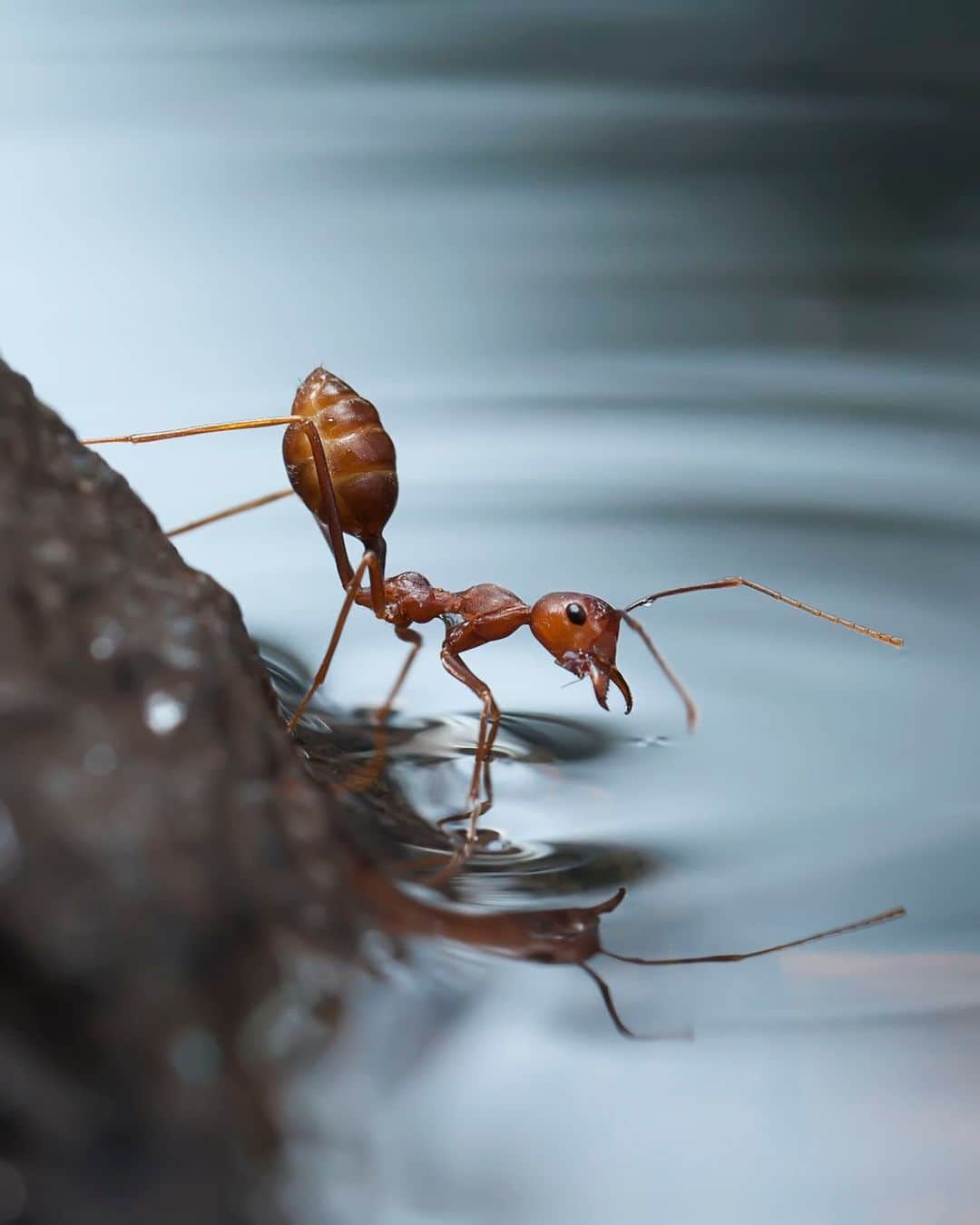 Discoveryさんのインスタグラム写真 - (DiscoveryInstagram)「Water break!  Ants require a steady supply of moisture, obtaining water at the source and carrying it back to their colonies where it's stored for later use.  #WorldOfInsects🔆」4月22日 22時00分 - discovery