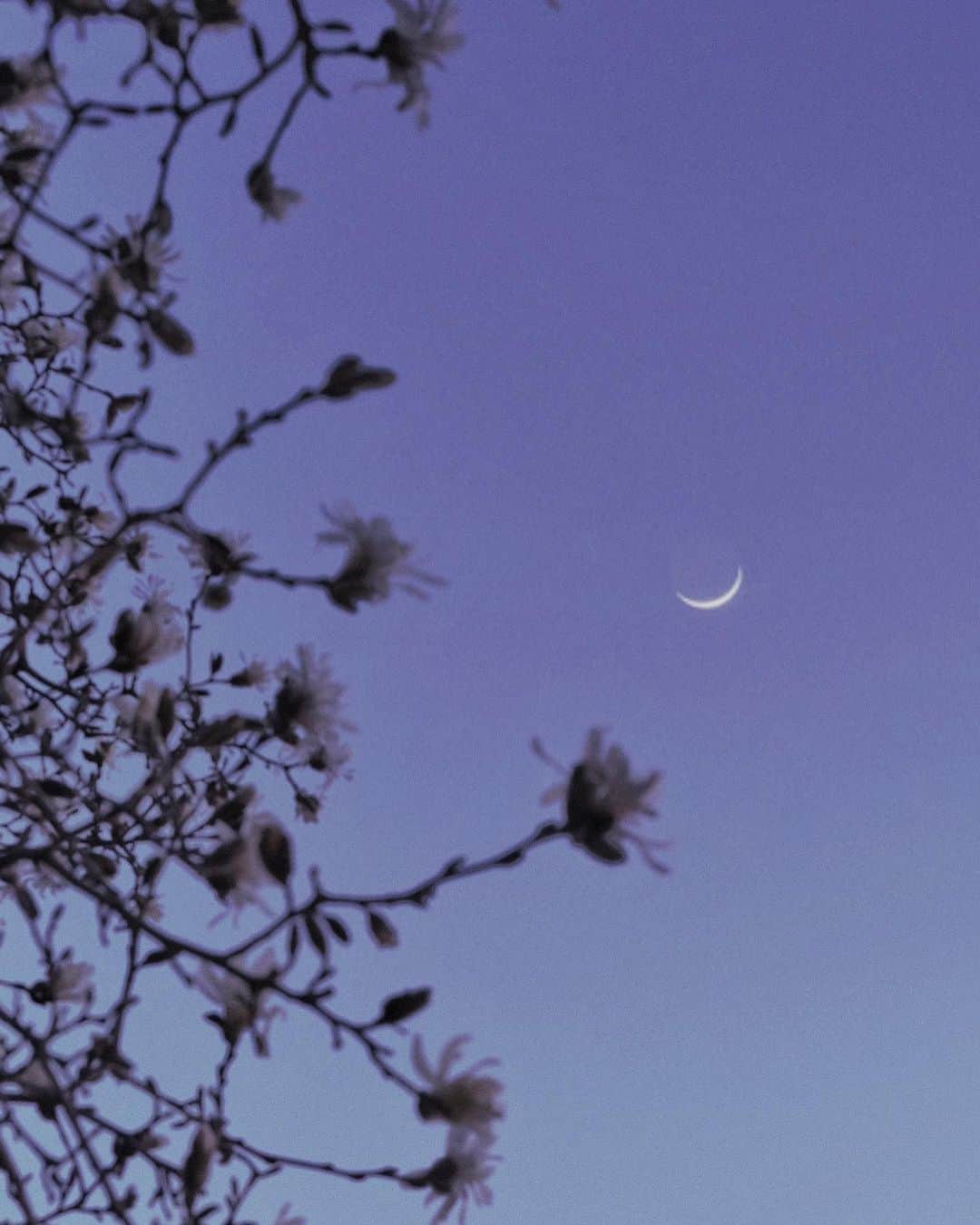 naorinmoonさんのインスタグラム写真 - (naorinmoonInstagram)「⁡ ⁡ ⁡ ⁡ ⁡ ⁡ ⁡ ⁡ ⁡ ⁡ ⁡ どうしたって見上げてしまう ⁡  ⁡#moon #moon_of_the_day  #fujifilm #fujifilm_xseries #ifyouleave  #hellofrom #hokkaido #instagramjapan #ig_japan_ #still_life_nature #nowheredialy #still_life_mood  #reco_ig #nature_brilliance #minimalmood #ig_eternity #thinkverylittle #genic_mag  #moody_nature #ourmomentum #heart_imprint ⁡#月 ⁡ ⁡」4月22日 22時01分 - naorinmoon