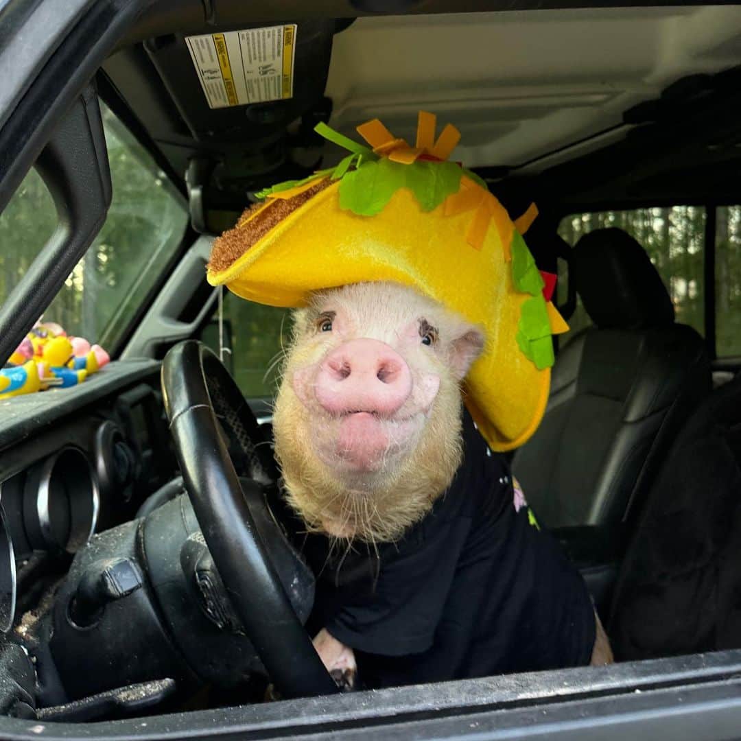 Priscilla and Poppletonのインスタグラム：「Nothing to taco’ bout here…Just a pig taking his family to the Jacksonville Taco & Margarita Festival. Hope to see some of you there. We will be there from 11-2 in the east side of the south end zone. And don’t worry! Pop won’t be driving home!🍹🌮🐷 #jacksonville #sillypop #jeepgladiator #pigarita #PrissyandPop」