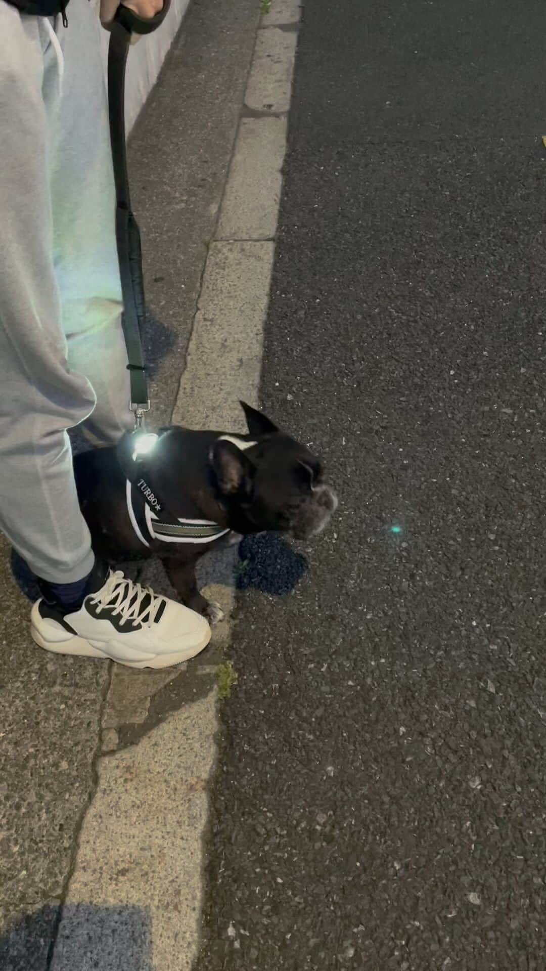 Turbo_dad フレブルのターボのインスタグラム：「早く歩きたくて吠える子  #french #frenchbulldog #frenchbulldogsofinstagram #frenchbully #frenchbulldoglife #buhi #dogstagram #doglife #フレンチブルドッグ #フレブル #フレンチブルドッグライフ #フレブルのいる生活 #フレブルのいる暮らし #フレンチブルドッグのいる生活 #フレンチブルドッグのいる暮らし #ブヒ」