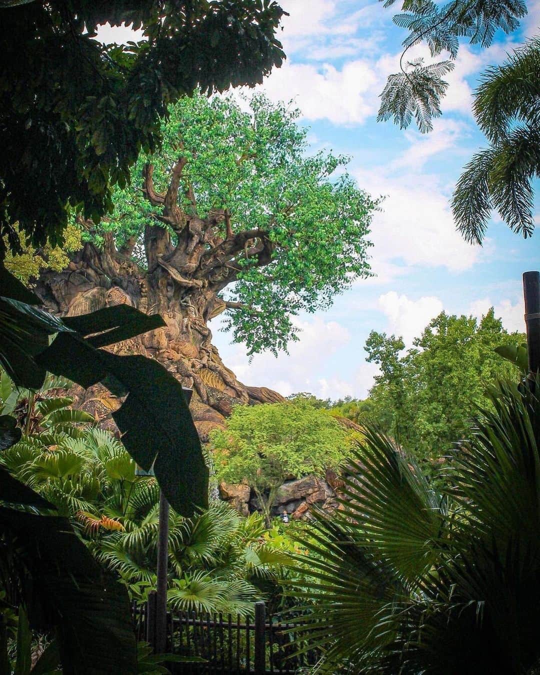 Walt Disney Worldさんのインスタグラム写真 - (Walt Disney WorldInstagram)「Happy anniversary to Disney's Animal Kingdom – celebrating 25 years of the magic of nature! 🌳🍃Share your favorite Animal Kingdom memory ⬇️ (📸: tagged)」4月22日 22時20分 - waltdisneyworld