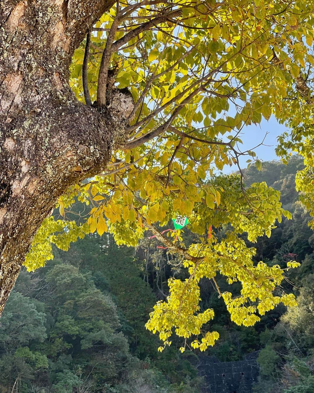 細野晴臣さんのインスタグラム写真 - (細野晴臣Instagram)「wood wide web」4月22日 22時22分 - hosonoharuomi_info