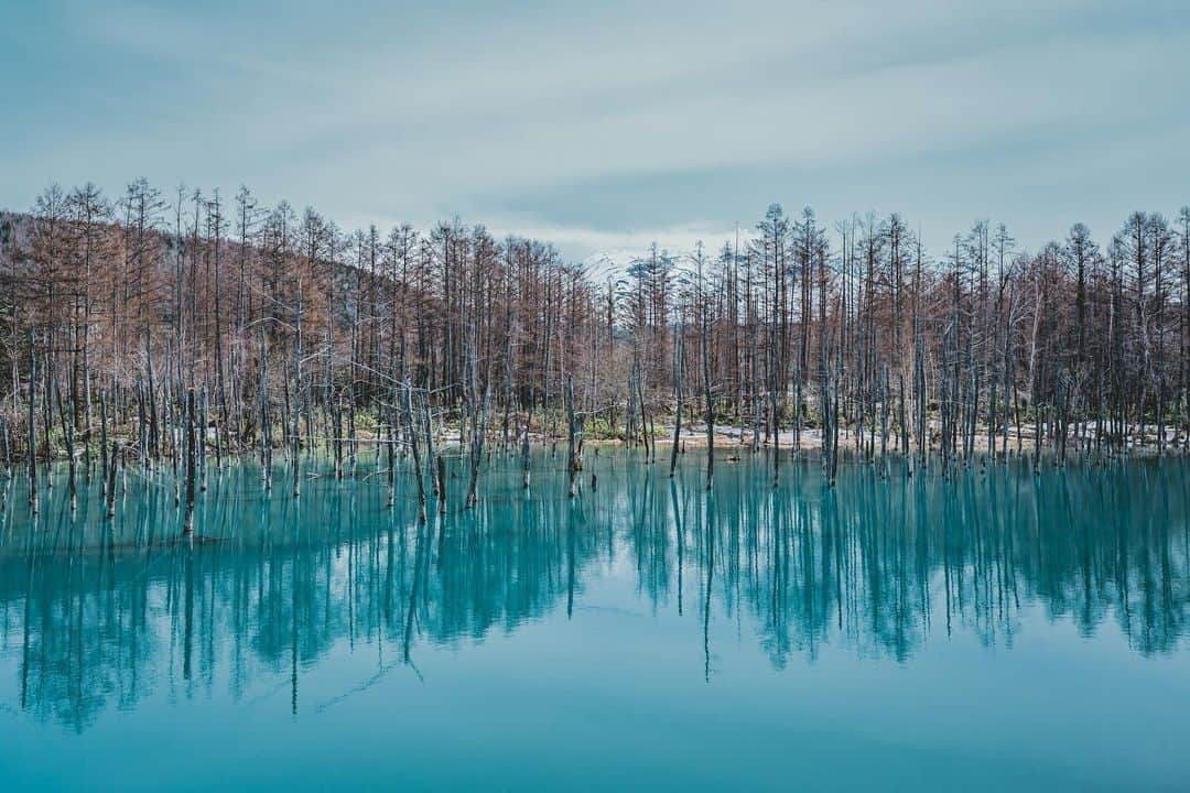 中野晴代のインスタグラム：「・ 青い池  #青い池 #北海道旅行 #北海道観光 #sonyalpha #α7ⅳ #SEL1635GM」