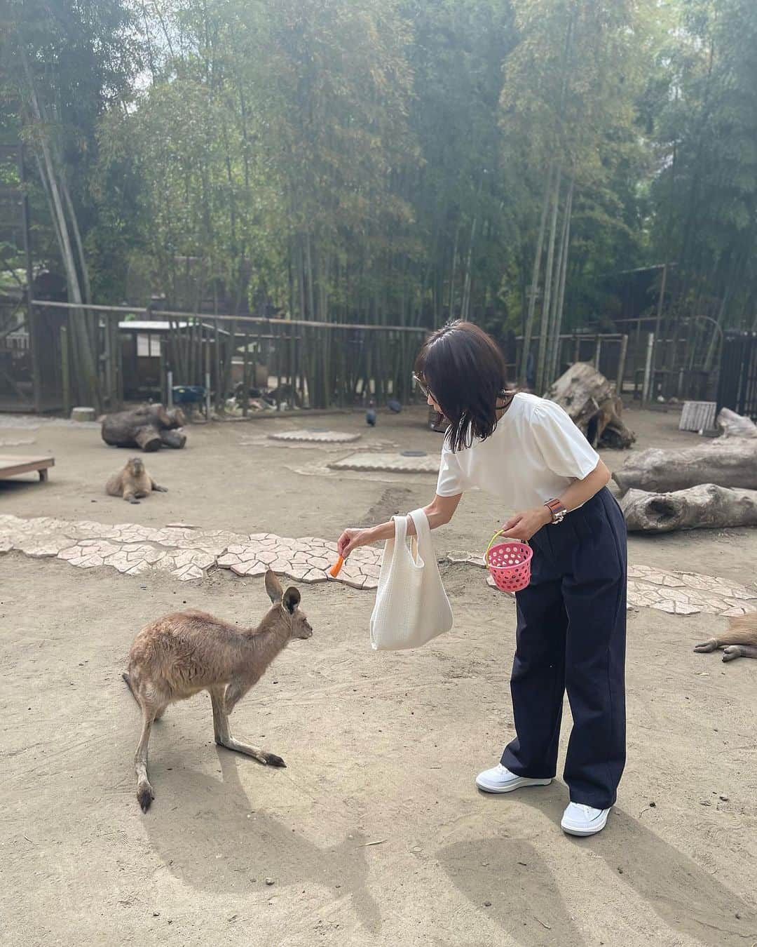 木本泉さんのインスタグラム写真 - (木本泉Instagram)「- 東京から1時間で、こんな自然いっぱいの場所があるんですね☘️🦒  こんなに間近でキリンを見たのは初めてかも、、、👀  🍌🥕のごはんをあげました🤲  園内に入ると、鹿やうさぎ、にわらとりにくじゃく、、、色んな動物が自由に遊んでる👀 びっくり。  43歳にして初めての体験をしました👍  #市原ぞうの国#きりん#自然#千葉#sayuriworld」4月22日 22時29分 - izumikimoto