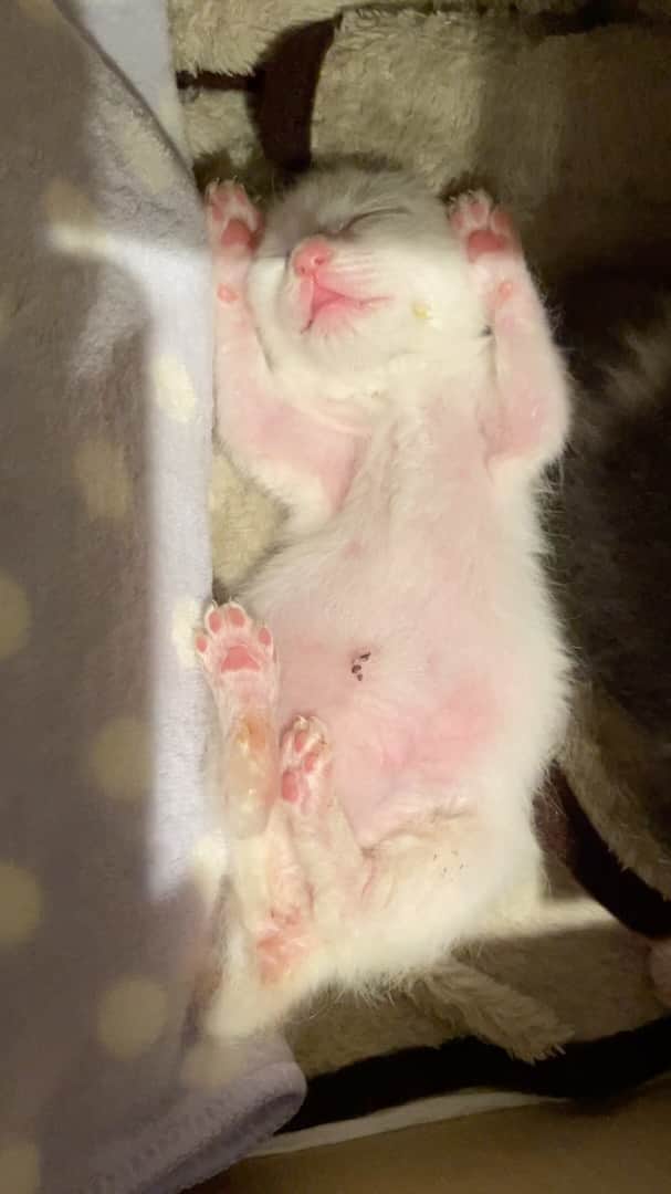 nozomiorideのインスタグラム：「昨晩の2にゃん みてたらでらねみぃ🥱  ミルク🍼を飲む量が増えてきました くしゃみ🤧はやくなくなるといいなぁ  グレシロ　219g シロ　212g  #いつ悪化するかハラハラ💦  #ミルクボランティア #保護猫 #グレシロ #白猫 #乳飲み子 #子猫  #子猫動画」