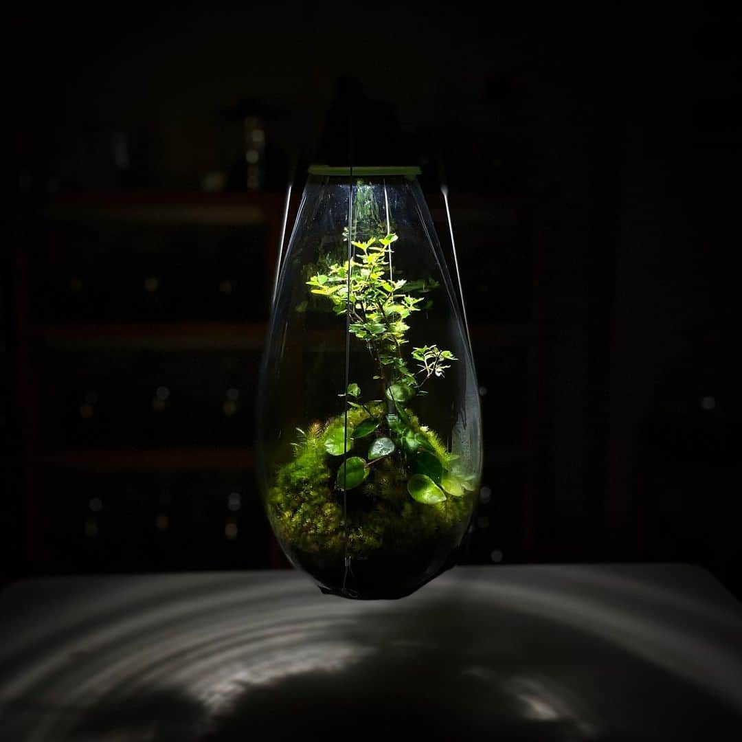 Mosslight-LEDのインスタグラム