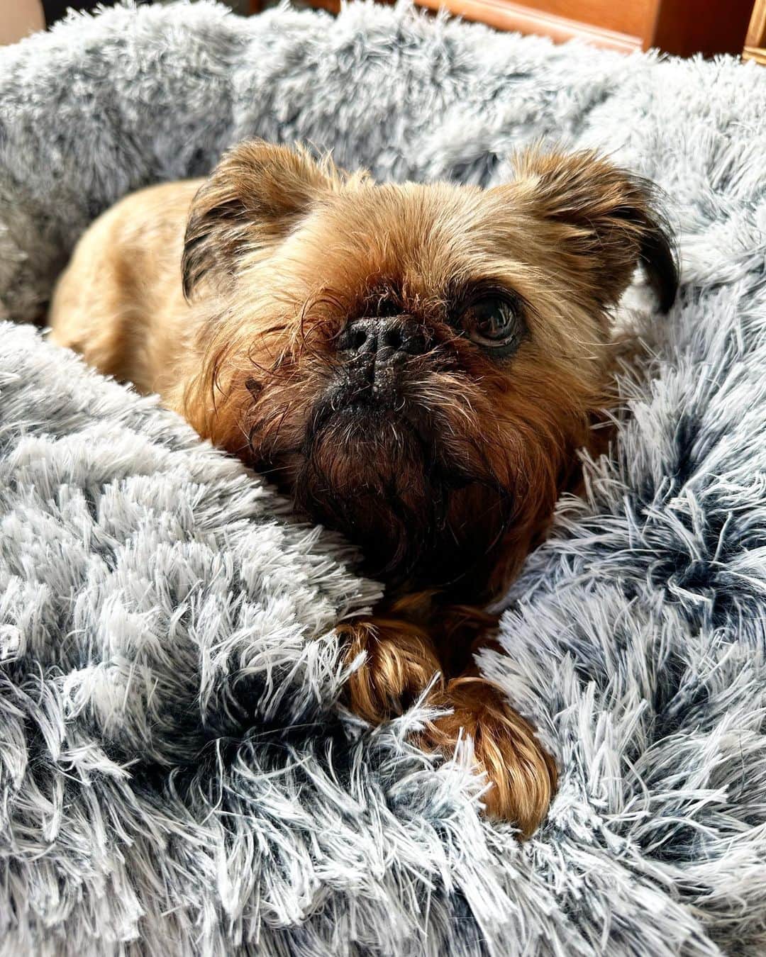 Digby & Aloのインスタグラム：「new bed, who dis?  what a find at @mitre10nz. do they come in human size?」