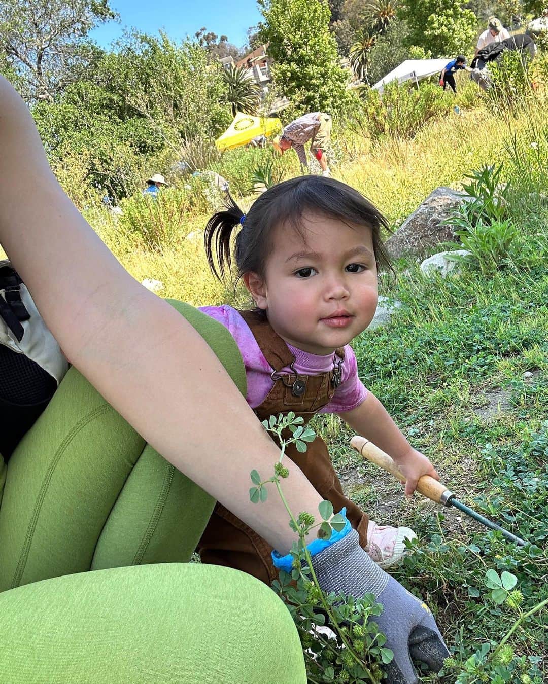 Livさんのインスタグラム写真 - (LivInstagram)「Spent a great day with @calparks weeding before planting native milkweed for monarch butterflies #migration. As you know butterflies only lay eggs on #milkweed so this is a crucial step to securing their future🦋🌍 Looking forward to returning and providing more land stewardship with Lyla #calparksearthday #calparks #milkweedformonarchs @calparks」4月23日 9時00分 - livlogolding