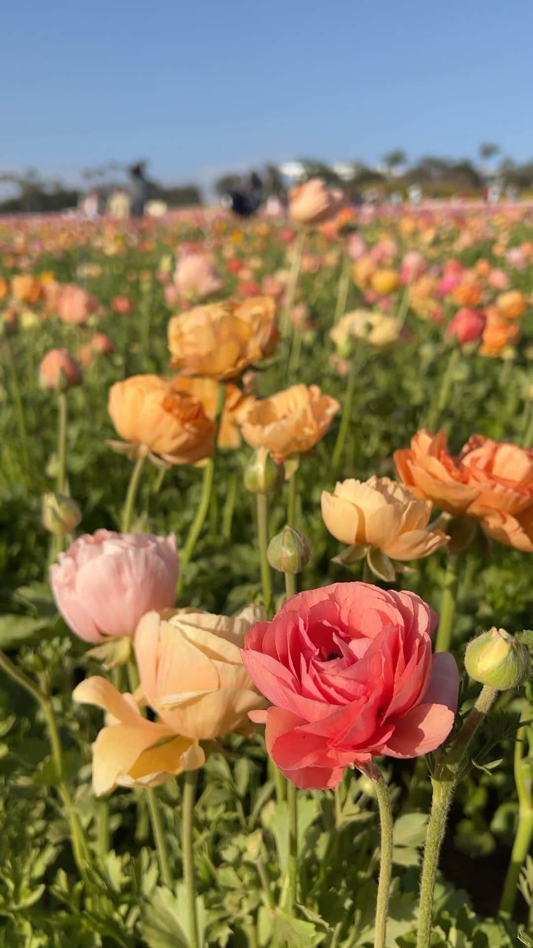 ユミキムのインスタグラム