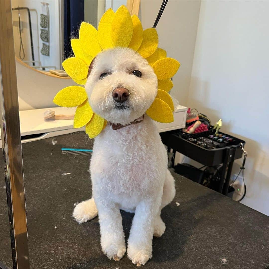 Dogs by Ginaさんのインスタグラム写真 - (Dogs by GinaInstagram)「Saturday blooms🤍🌼 From left to right: Jammies the cavalier King Charles Spaniel, Benji the maltipoo, and Theo the shih tzu」4月23日 9時27分 - napanatural.dogco