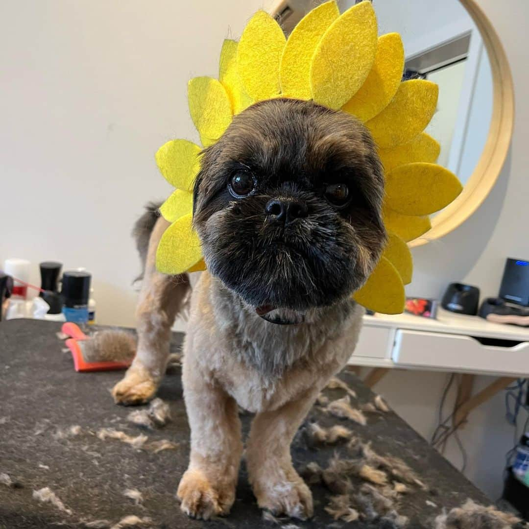 Dogs by Ginaさんのインスタグラム写真 - (Dogs by GinaInstagram)「Saturday blooms🤍🌼 From left to right: Jammies the cavalier King Charles Spaniel, Benji the maltipoo, and Theo the shih tzu」4月23日 9時27分 - napanatural.dogco