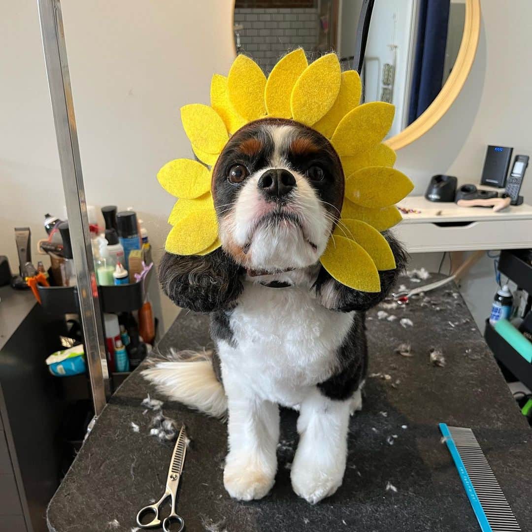 Dogs by Ginaのインスタグラム：「Saturday blooms🤍🌼 From left to right: Jammies the cavalier King Charles Spaniel, Benji the maltipoo, and Theo the shih tzu」
