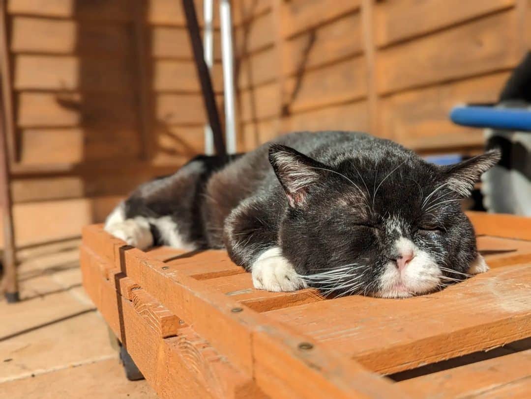 もんたの日常さんのインスタグラム写真 - (もんたの日常Instagram)「お散歩で走り回った後はとろける。⁡ ⁡#もんたの日常  #猫好きさんと繋がりたい  #dwarfcat #catstagram #cat #ジト目 #猫」4月23日 9時37分 - montanonichijo